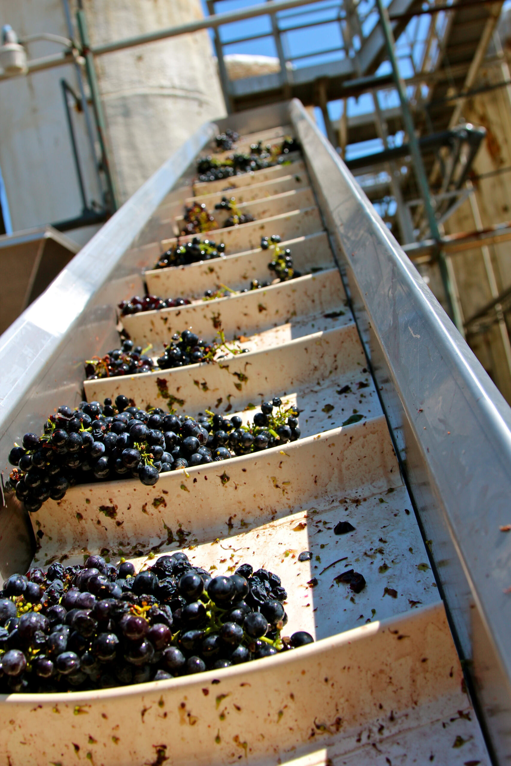 Grapes being harvested and sorted on a conveyor belt at a Lodi vineyard.