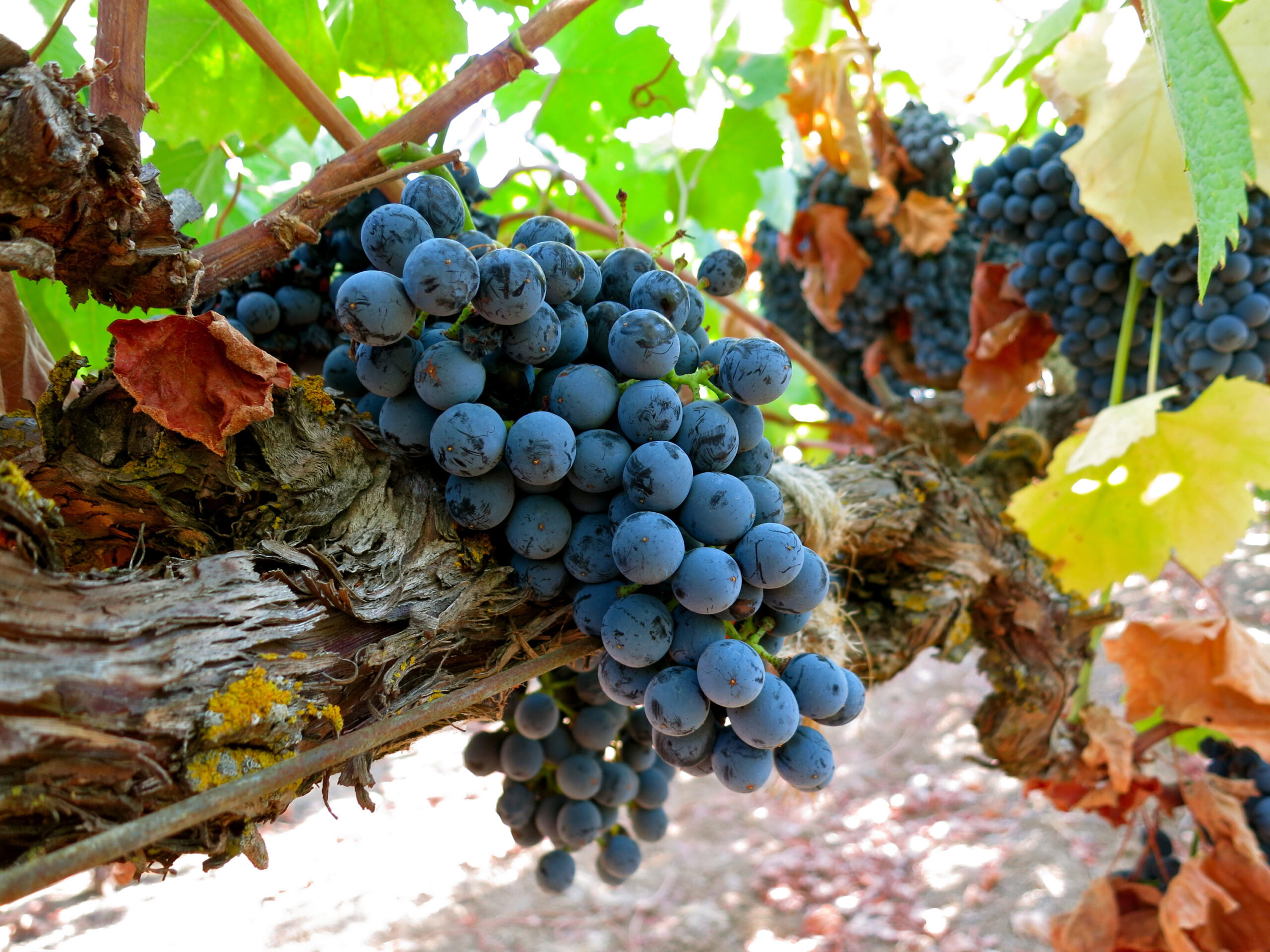 Close-up of ripe dark purple wine grapes on a vine in Lodi, California during harvest season.