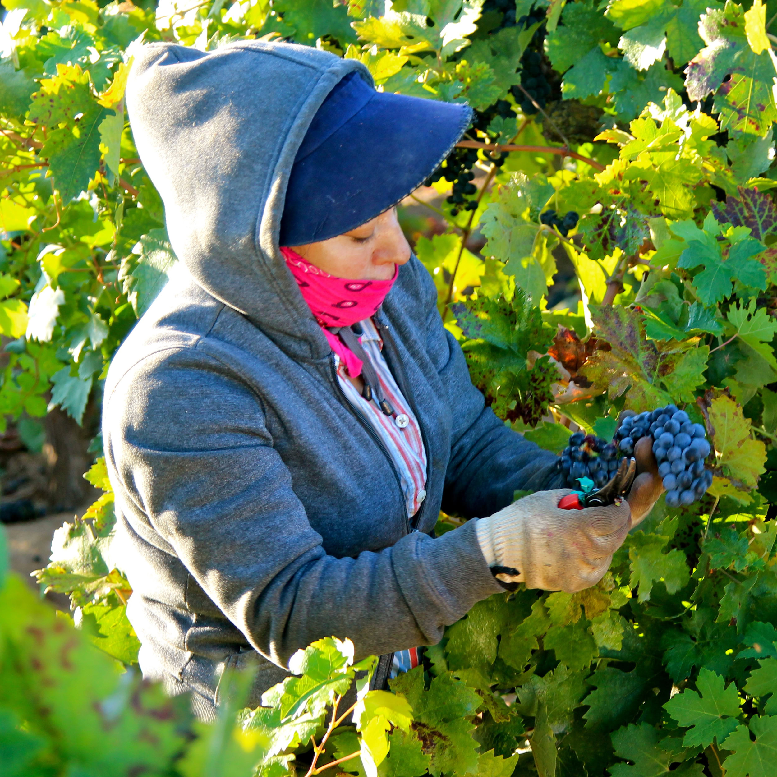 Person harvesting ripe grapes in a vineyard during the Lodi Winegrape season.