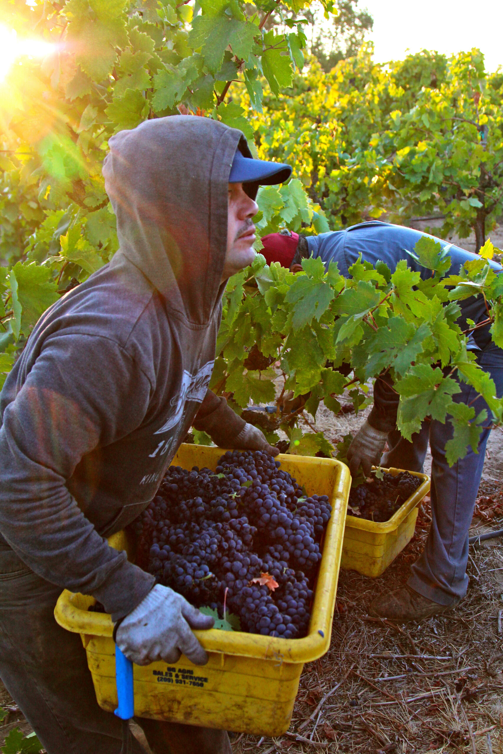 Vineyard workers harvesting grapes in Lodi, California during sunset, showcasing grape picking and vineyard labor.