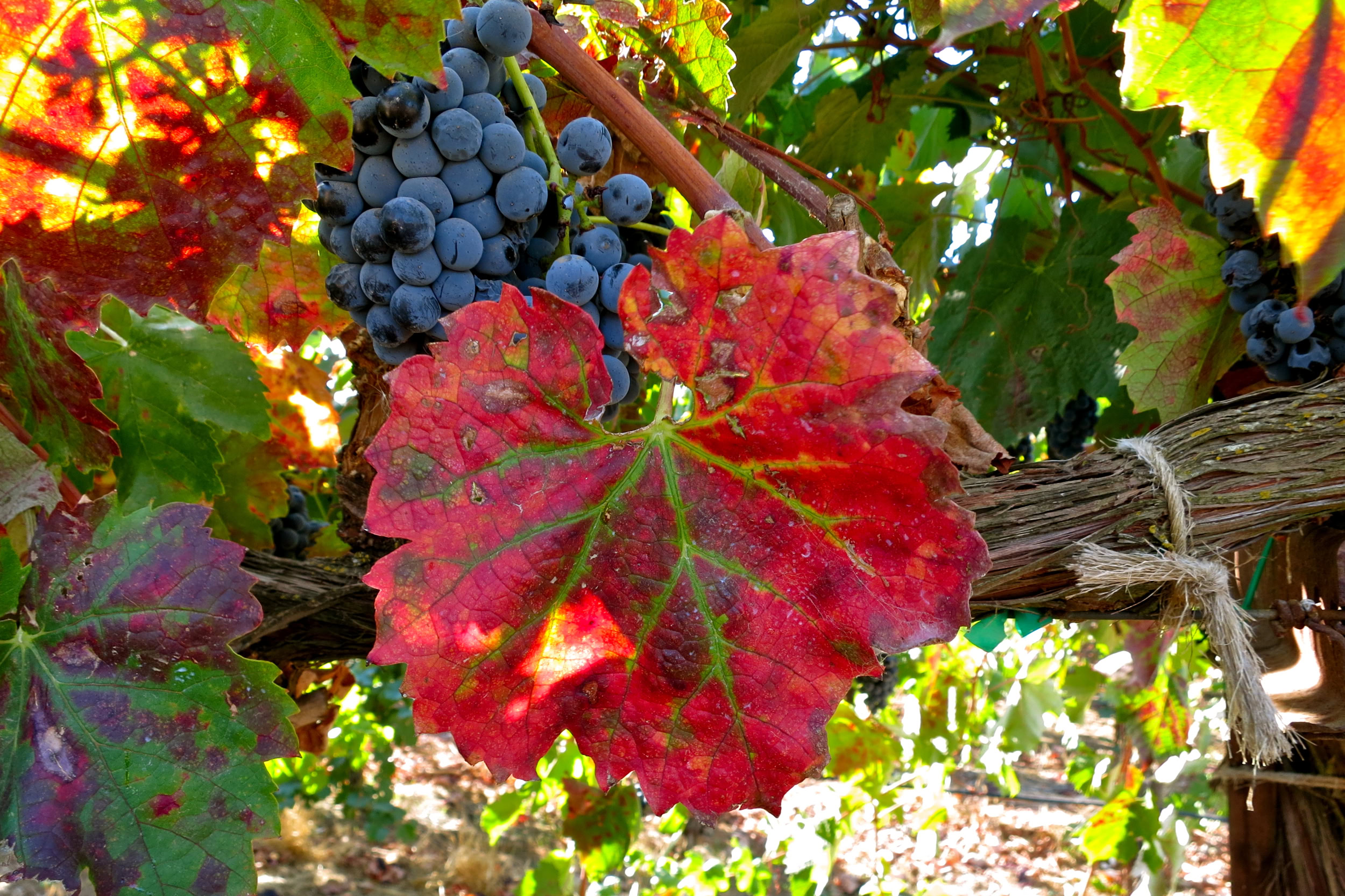 Close-up of ripe dark purple wine grapes on vine with colorful autumn leaves in background.