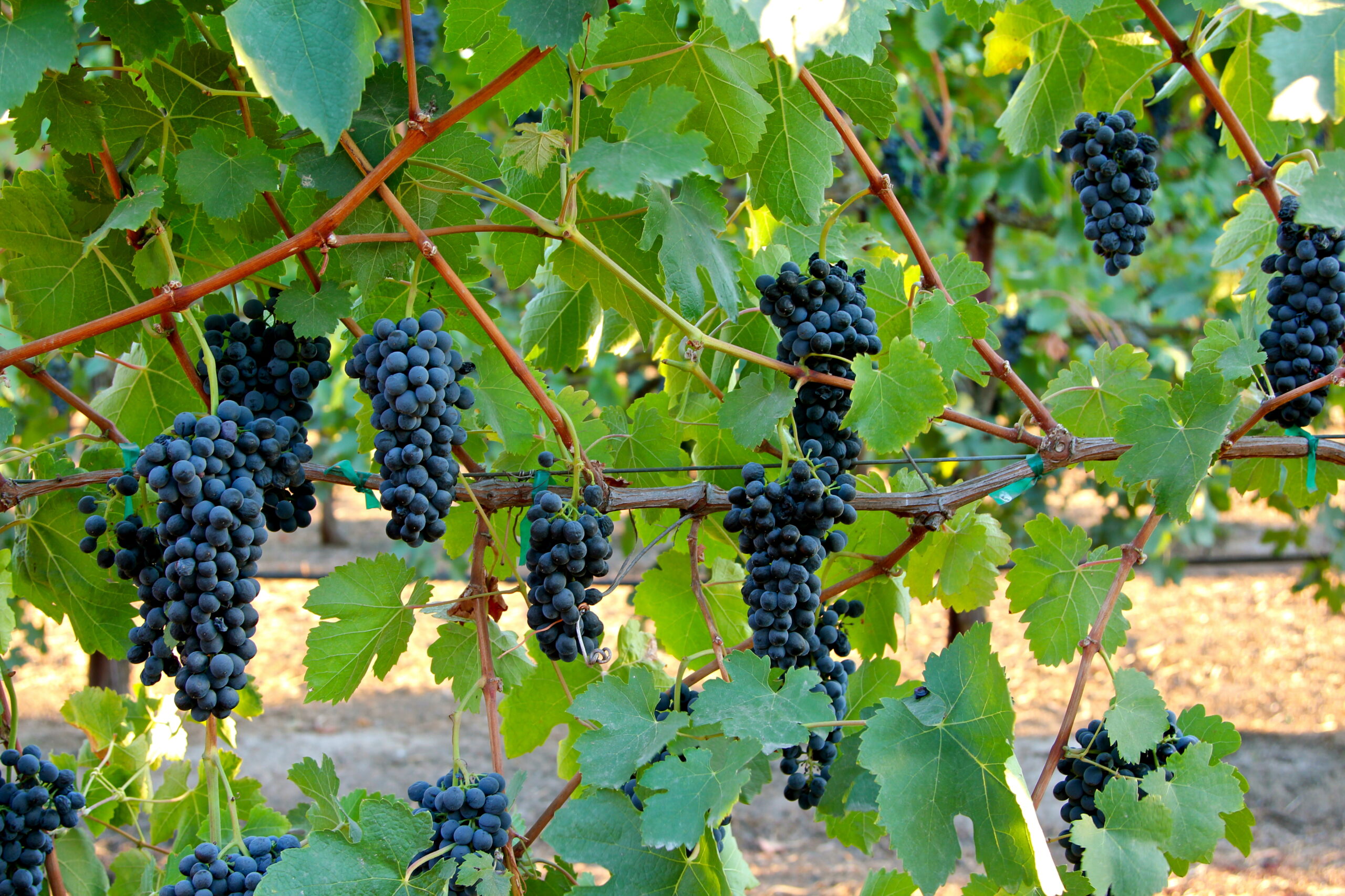 Vineyard with ripe dark purple grapes ready for harvest in Lodi, California.