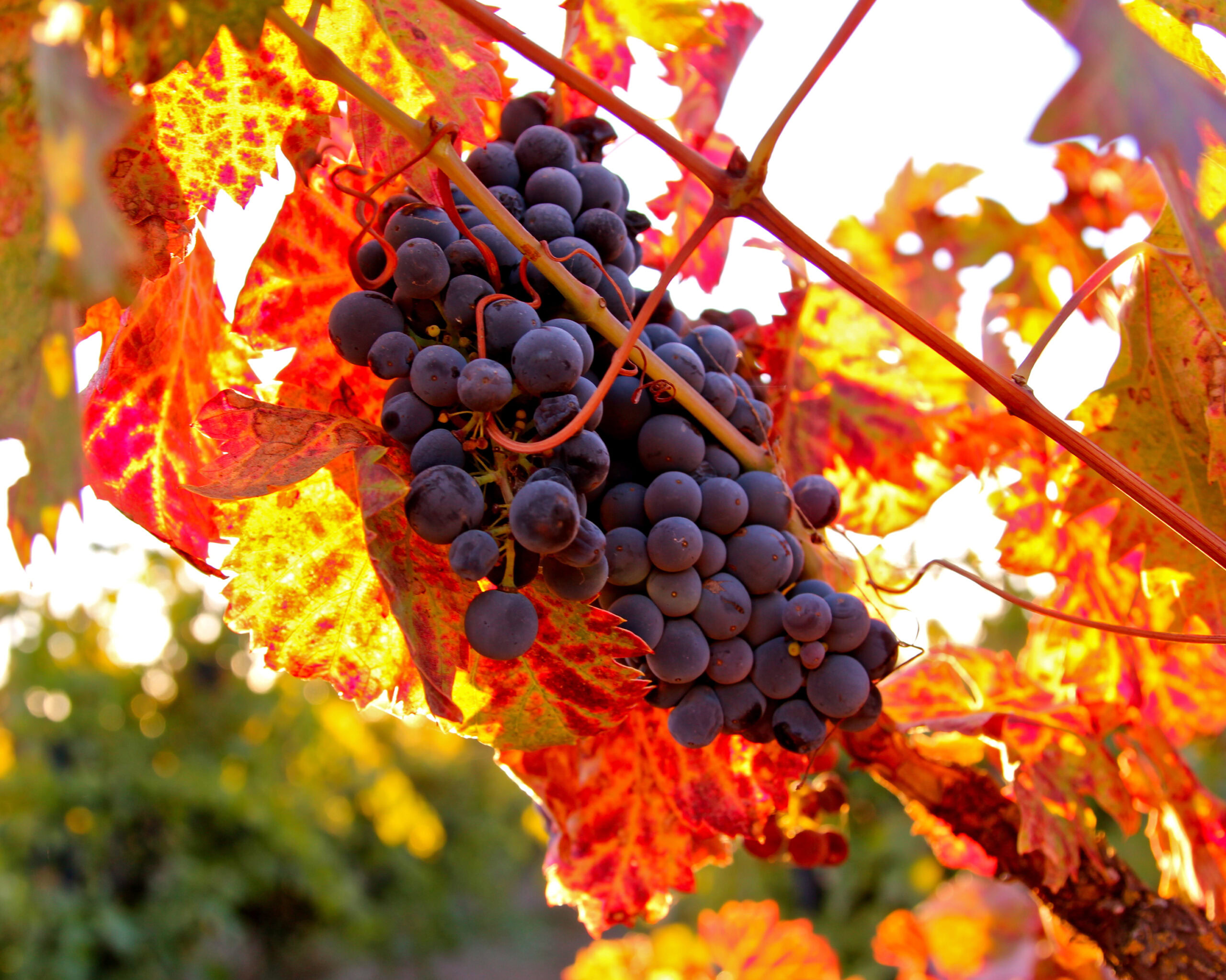 Close-up of ripe dark grapes on vine with colorful autumn leaves in Lodi wine region.