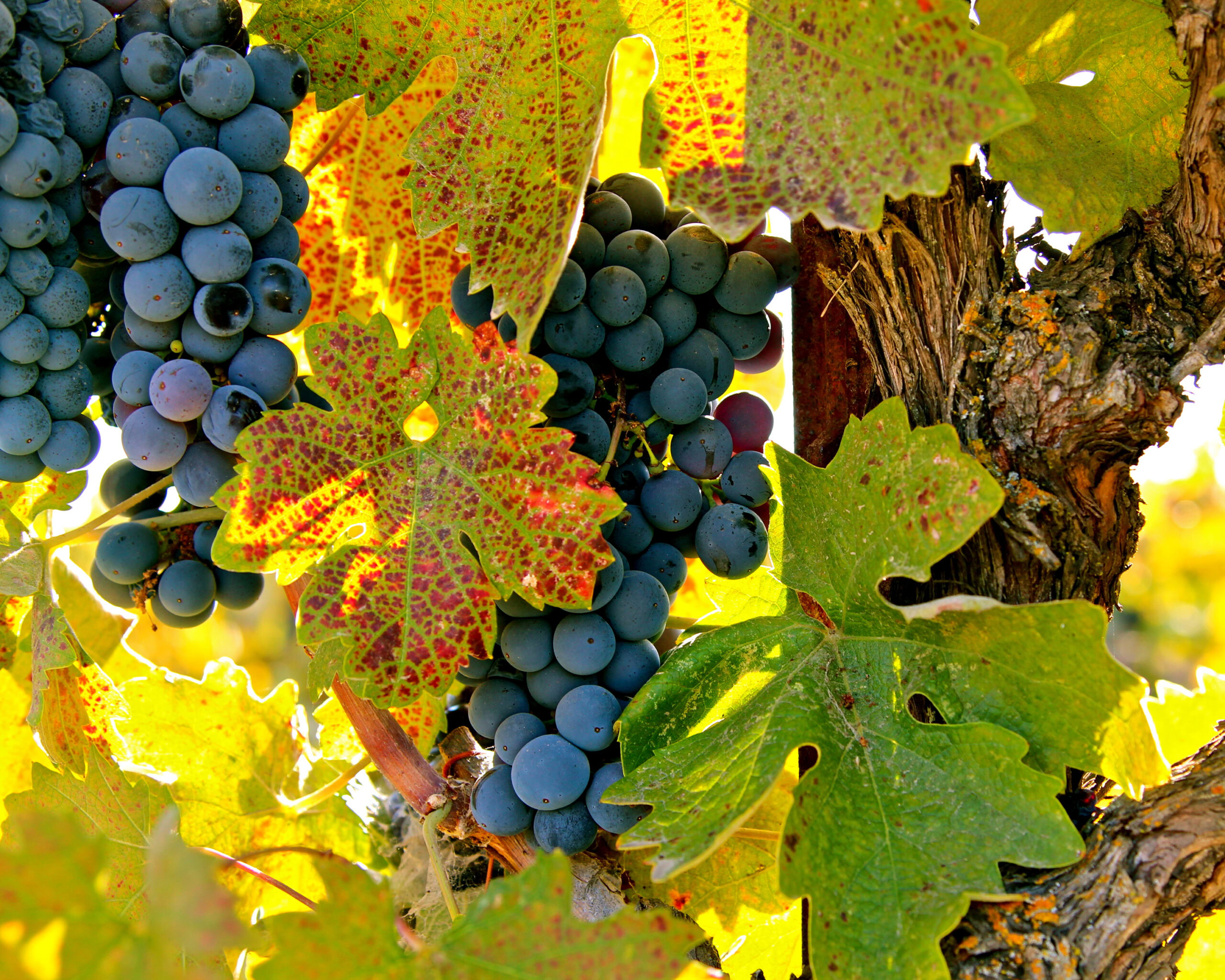 Close-up of ripe dark wine grapes on vine with colorful autumn leaves in Lodi, California.