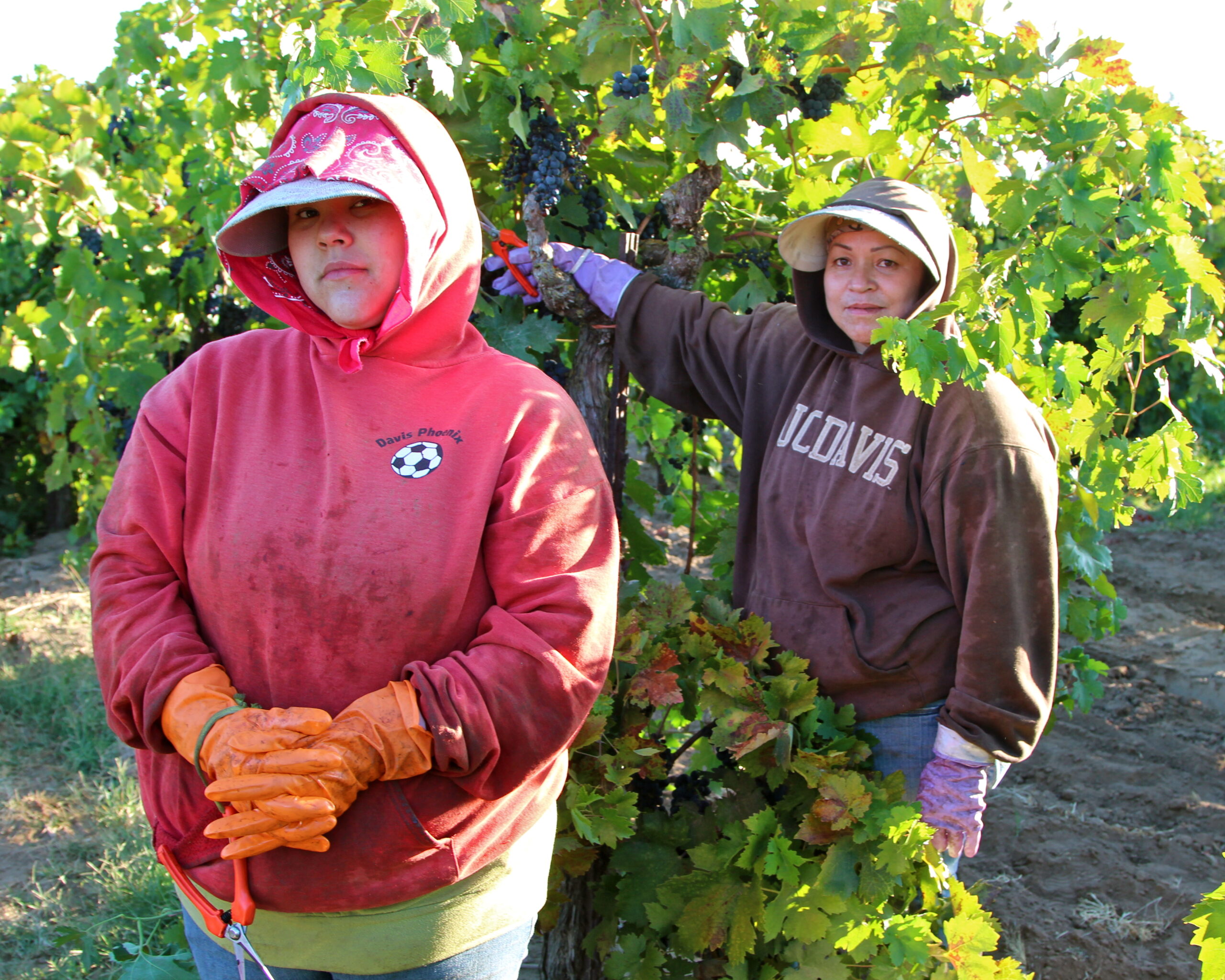Two workers harvesting grapes in a Lodi vineyard during the wine grape season.