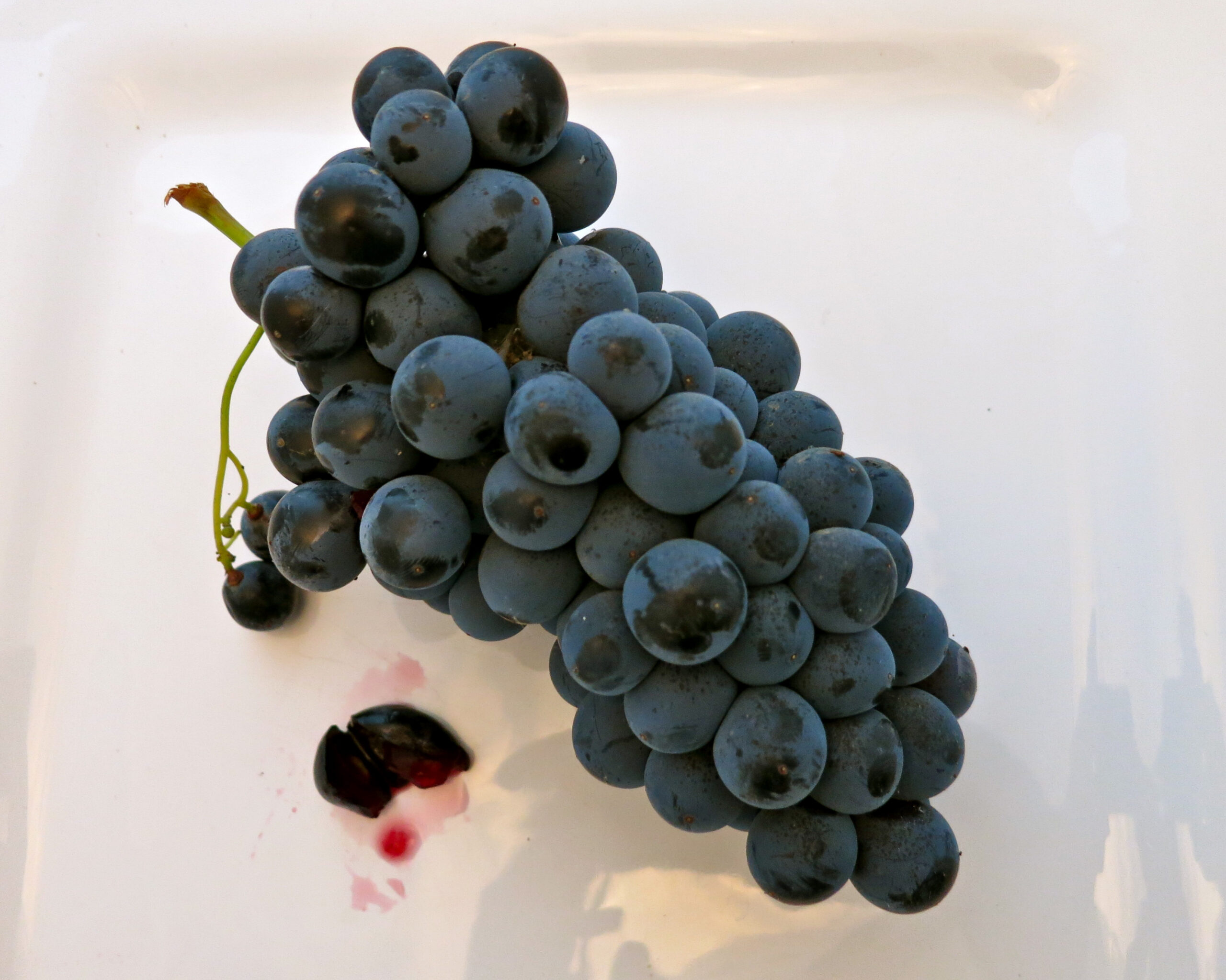 Close-up of ripe black grapes from Lodi wine region, ready for harvest.