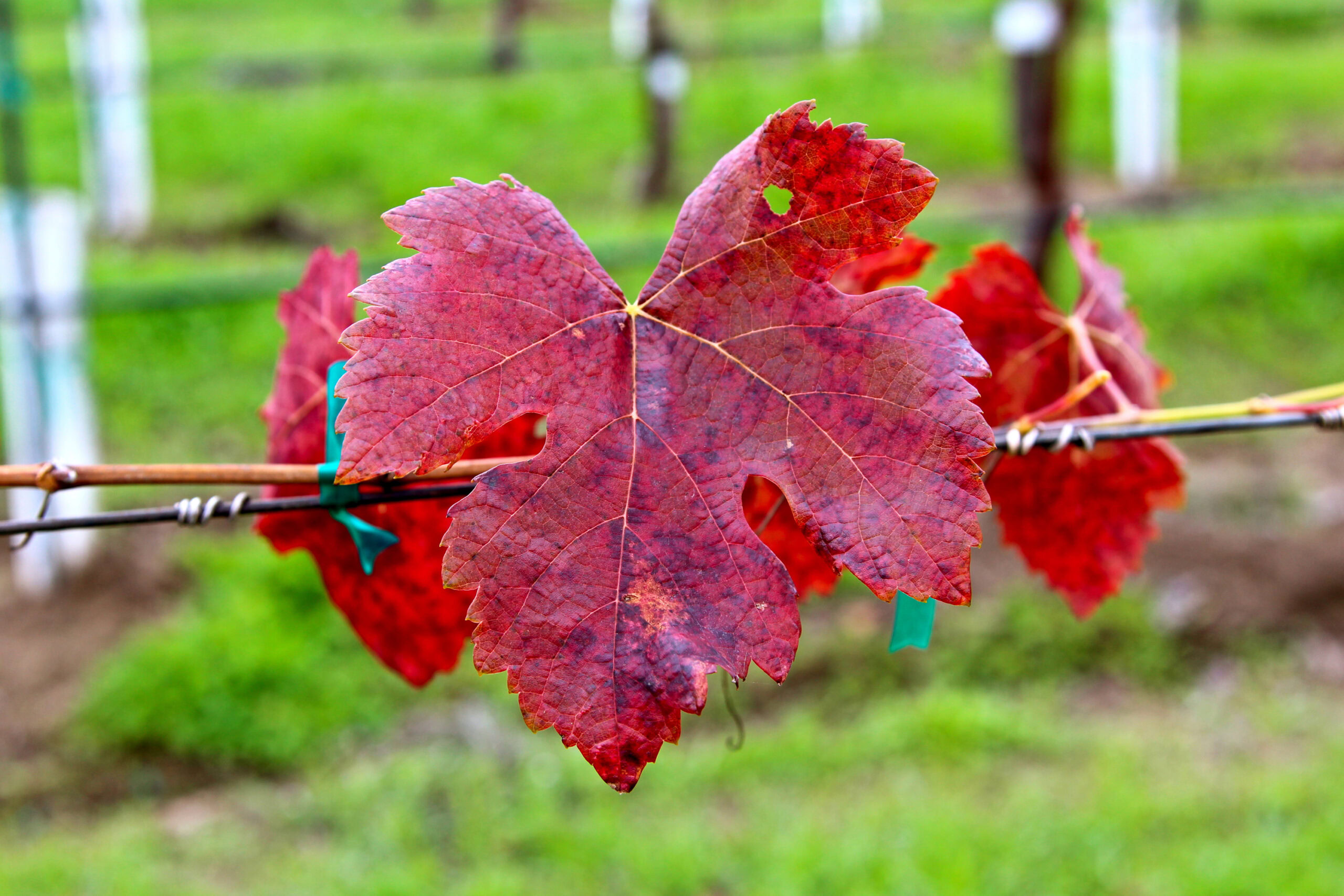 Red grape leaves on vine in Lodi wine country during fall season.