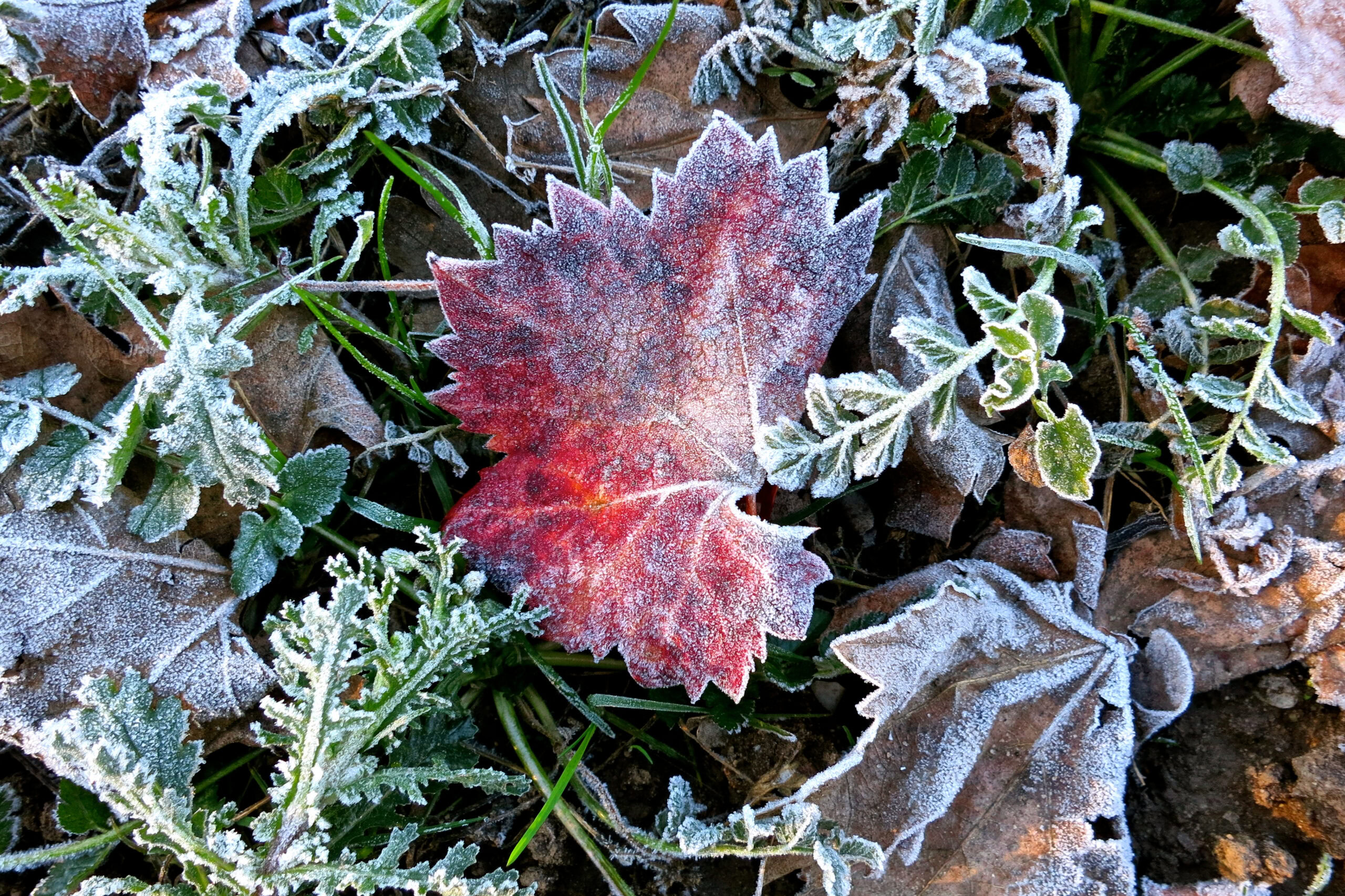 Frost-covered grapevine leaf in a Lodi vineyard, showcasing early winter frost effects on grape leaves.