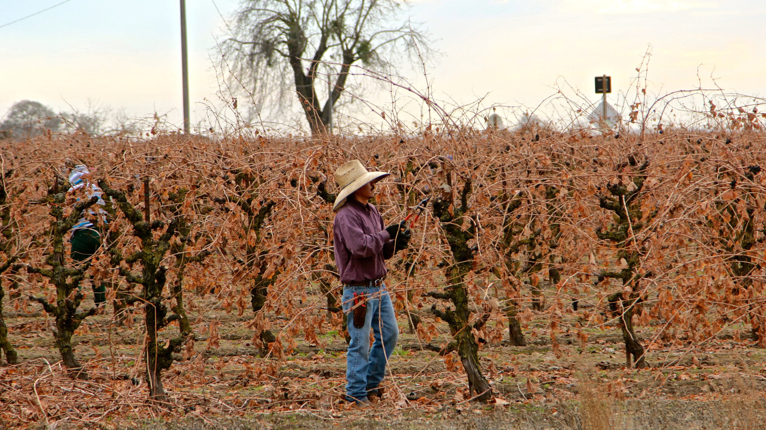 Vineyard workers harvest winegrapes in Lodi, California during autumn.