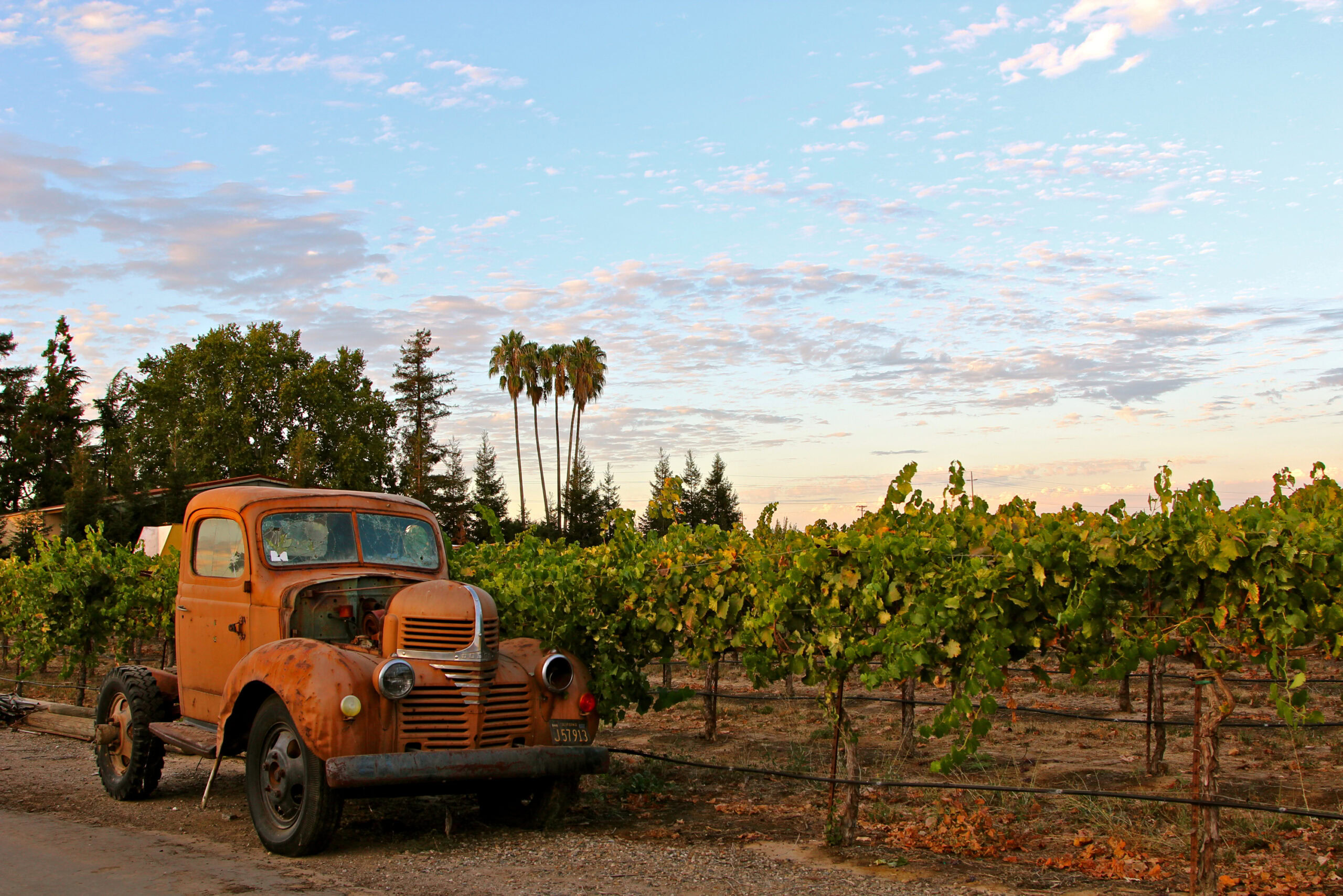 Rusty vintage truck parked in a lush Lodi vineyard at sunset with palm trees in the background.