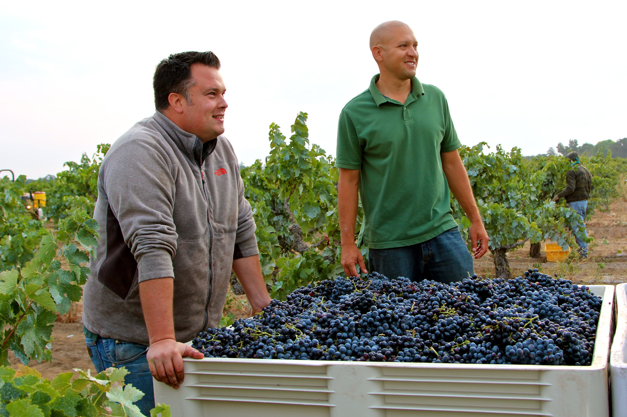 Two men in a vineyard with a large container of freshly harvested grapes for winemaking.