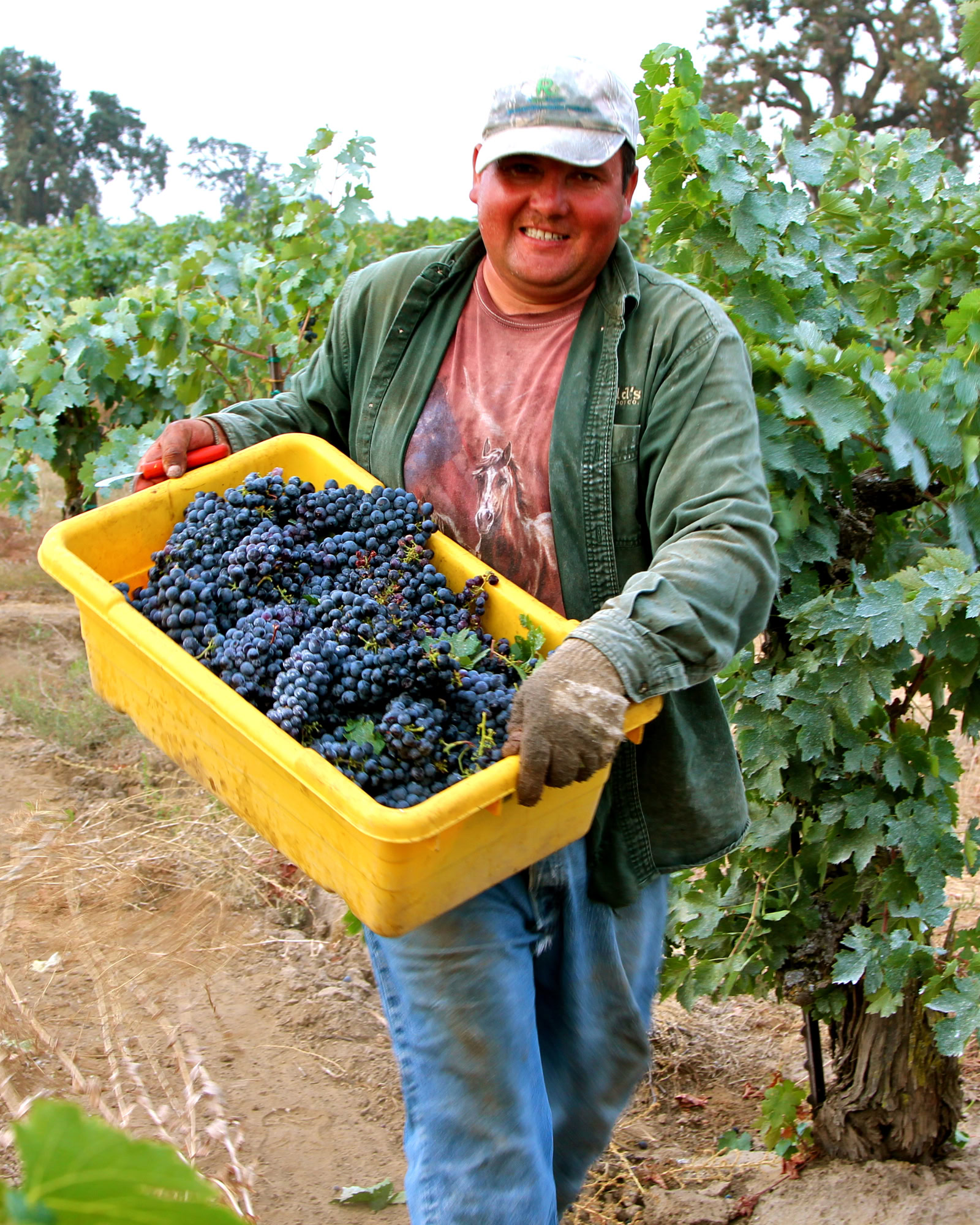Vineyard worker holding a yellow basket of freshly picked grapes in a lush vineyard.
