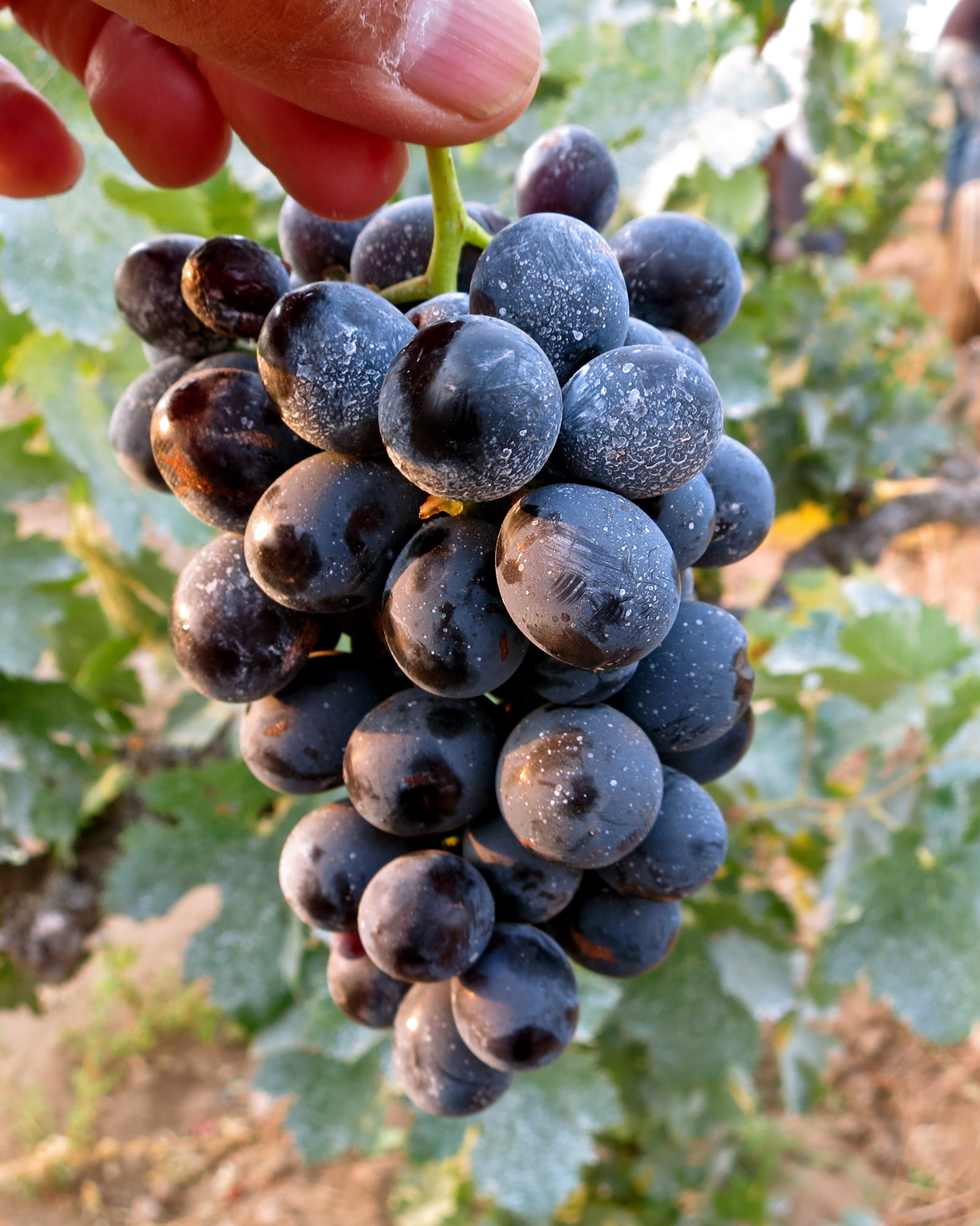 Close-up of ripe black grapes on the vine, showcasing the quality of Lodi wine grapes.