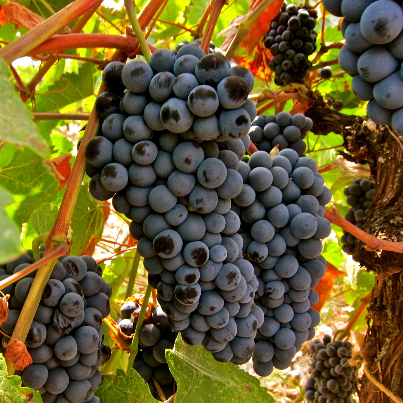 Close-up of ripe dark purple winegrapes on the vine in Lodi, California.