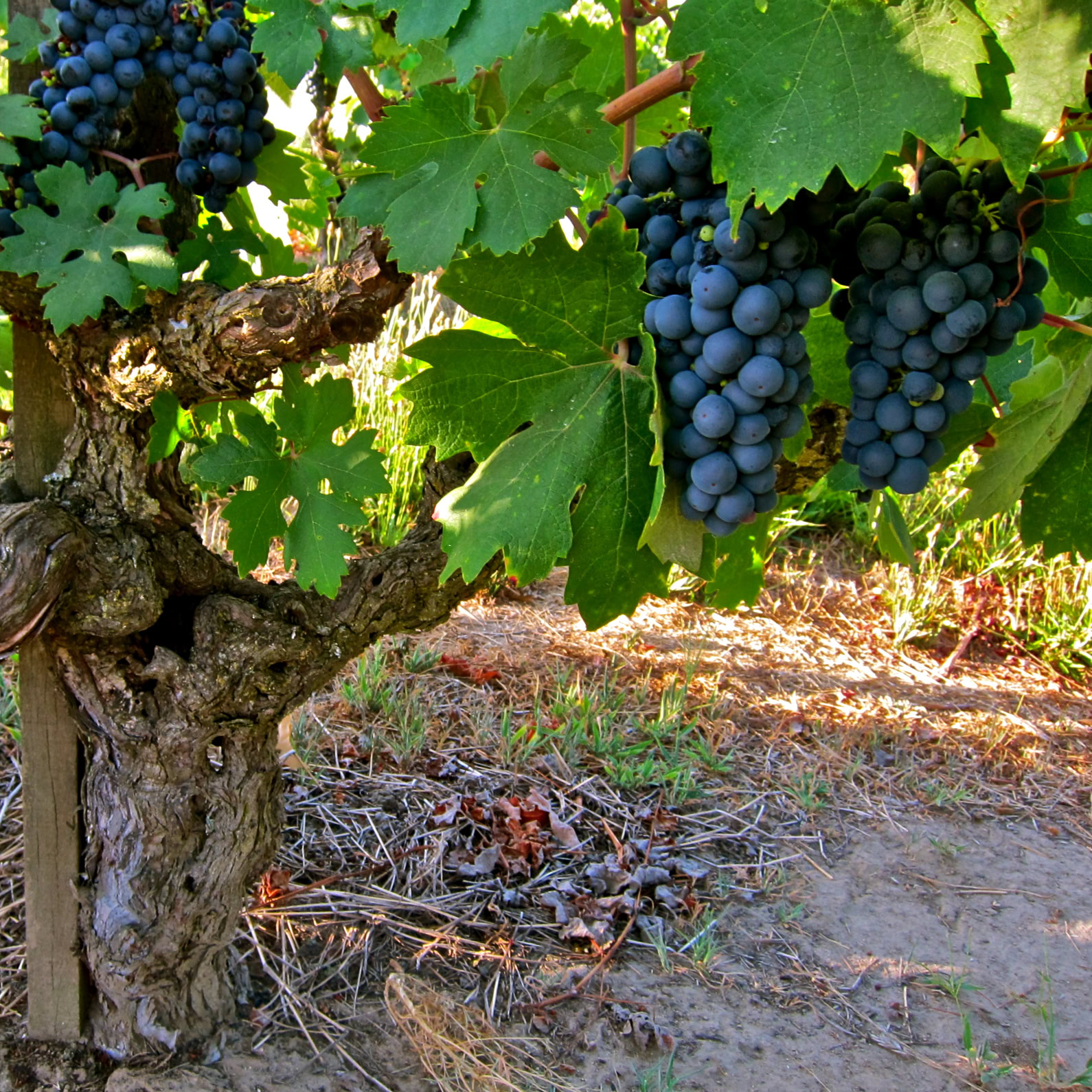 Close-up of a grapevine with ripe dark grapes hanging from the vine in a vineyard.