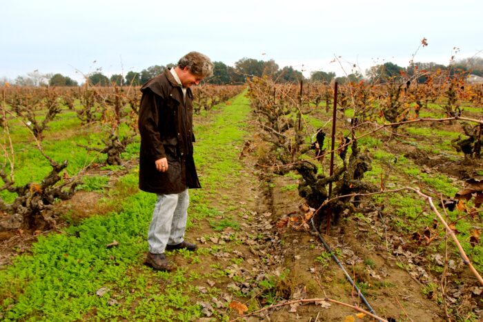 Man inspecting grapevines in a Lodi vineyard during autumn season.