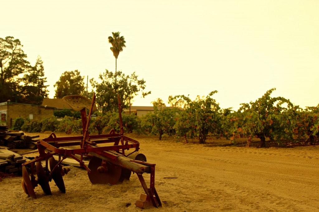 Vintage vineyard equipment in Lodi wine region with grapevines and palm trees in background.