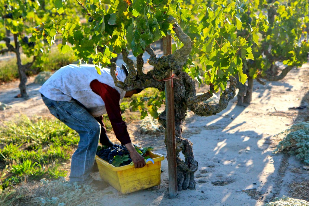 Vineyard worker harvesting grapes in Lodi wine region during sunny day.