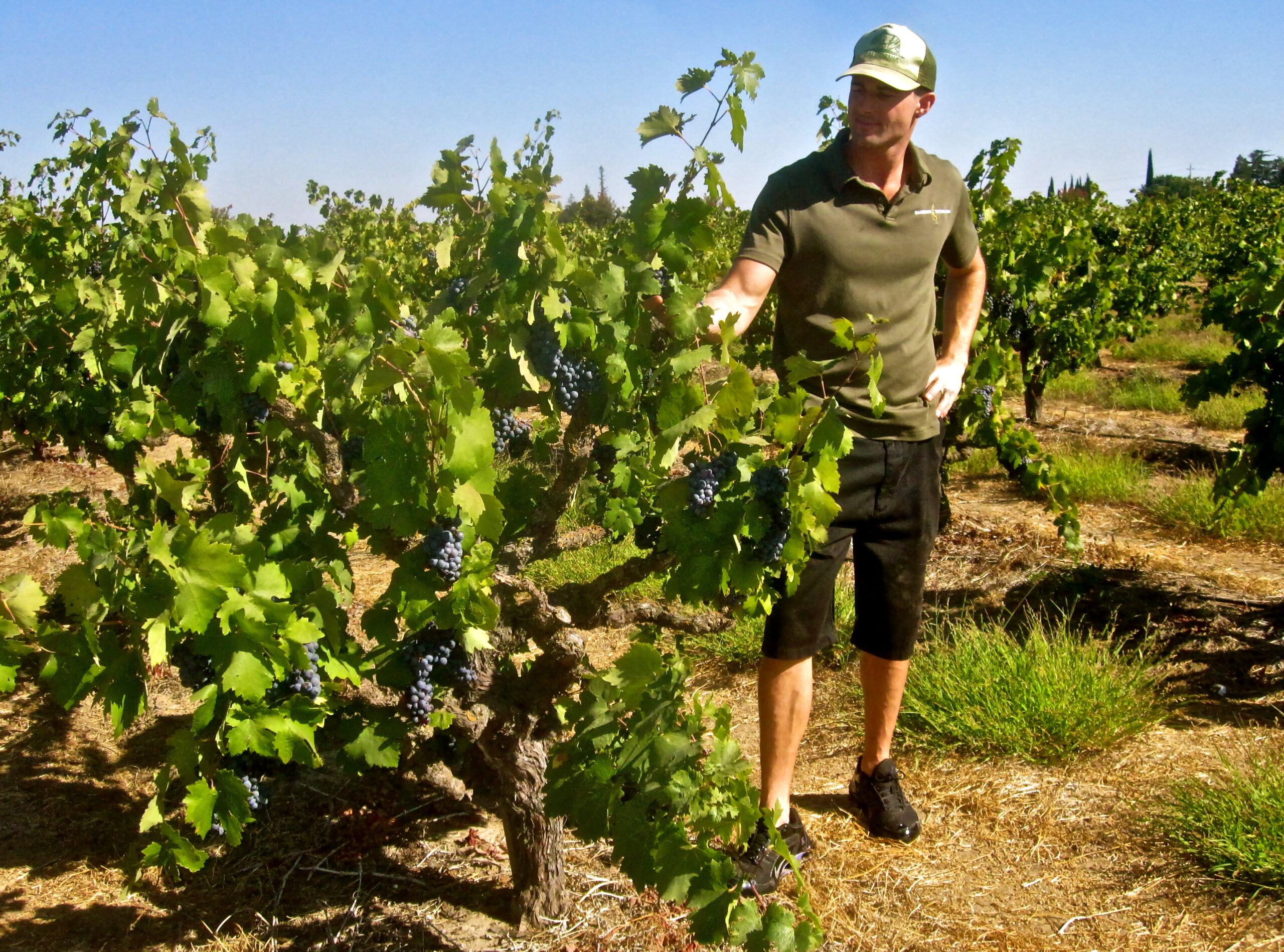 Vineyard worker inspecting grapevines in a Lodi winegrape vineyard on a sunny day.