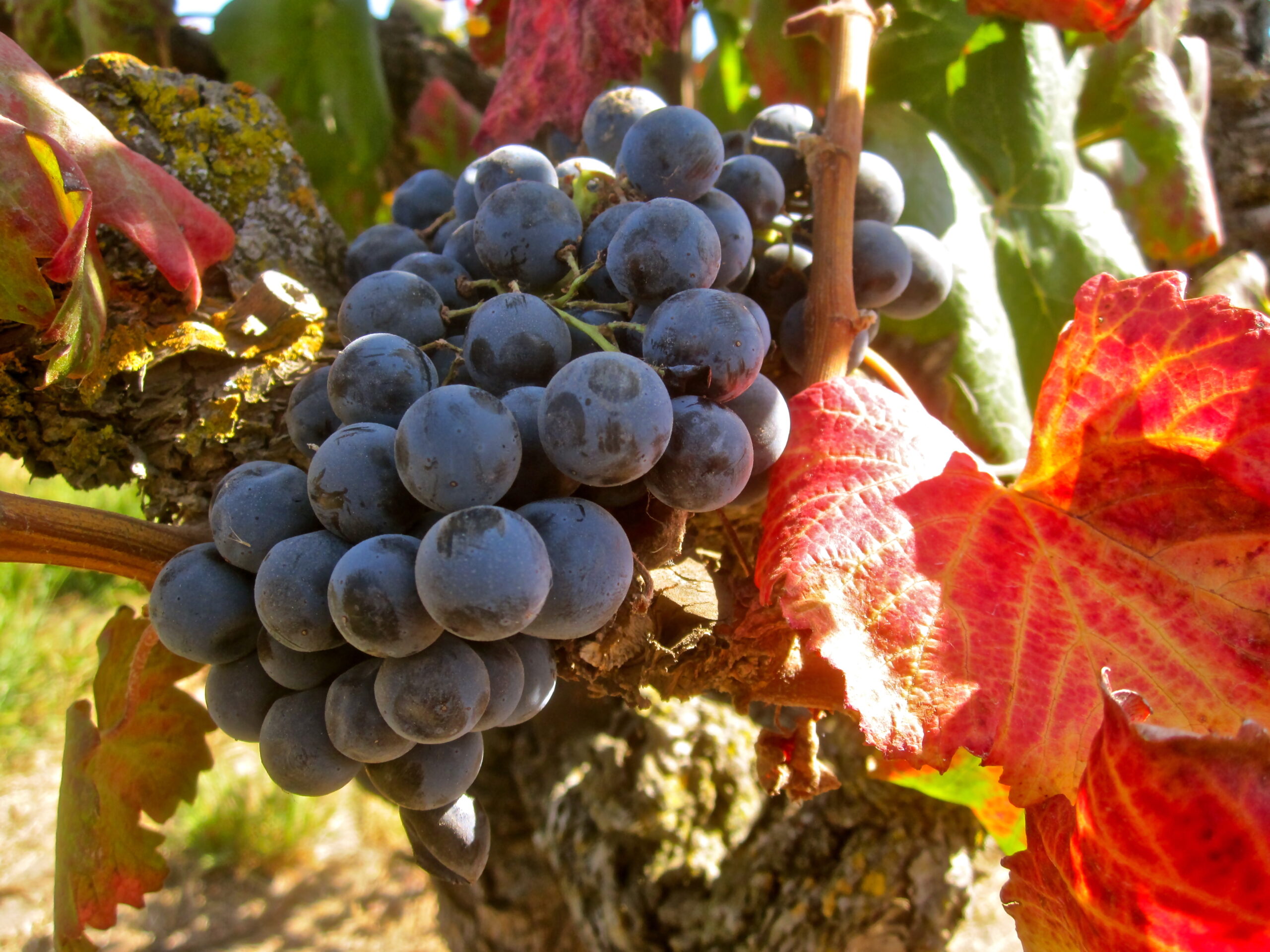 Close-up of ripe dark purple wine grapes on the vine with colorful autumn leaves in Lodi, California.
