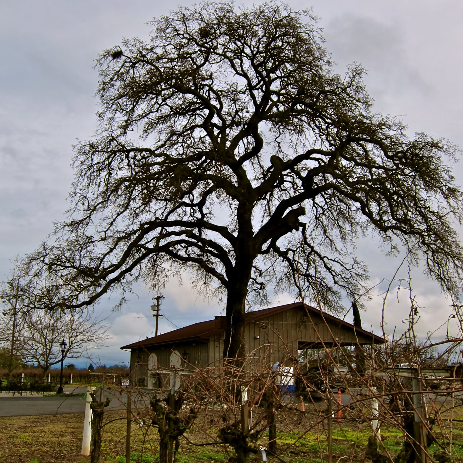 Large leafless tree in a vineyard with a barn and cloudy sky in Lodi, California.
