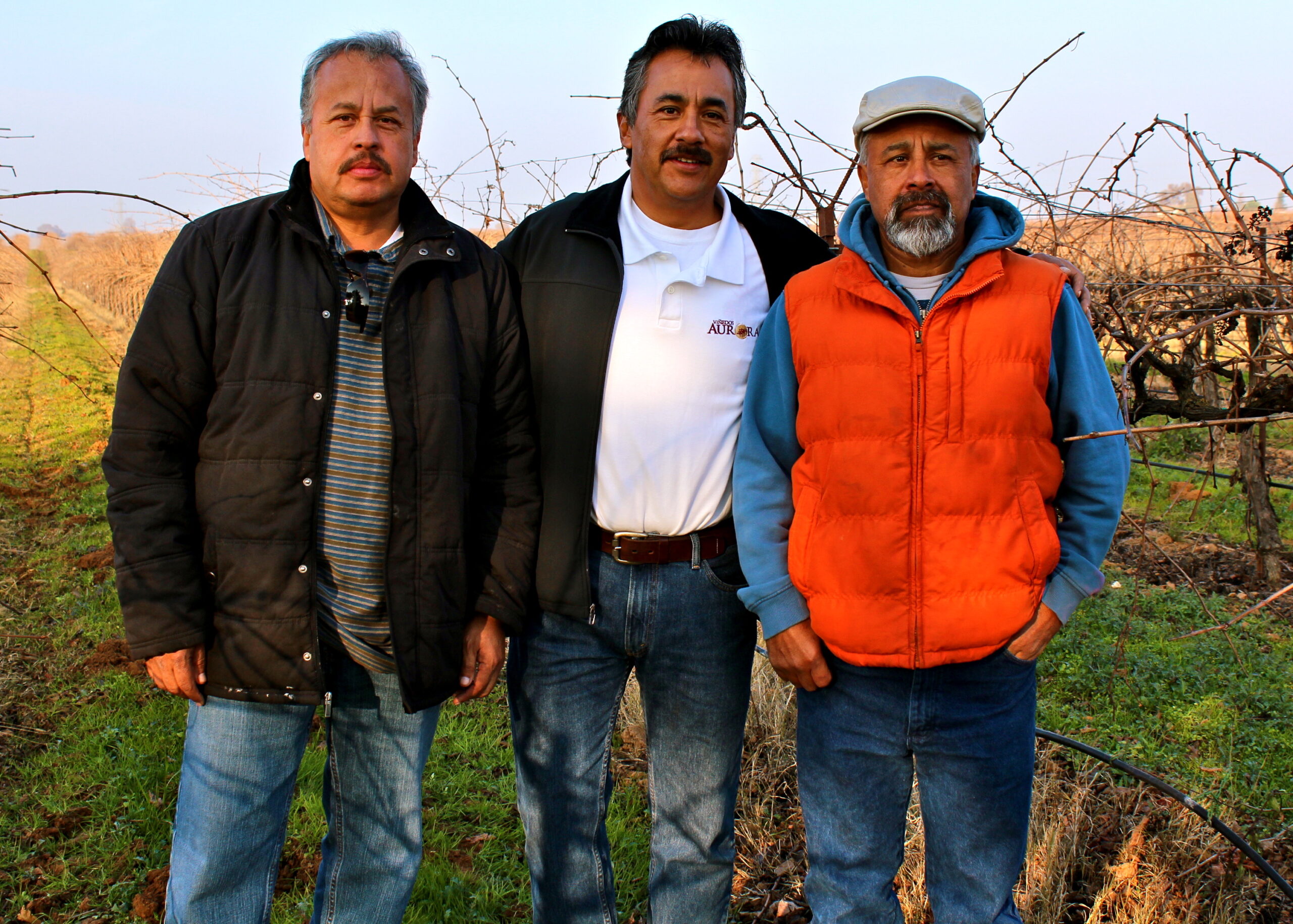 Three men standing in a vineyard during harvest season in Lodi, California.