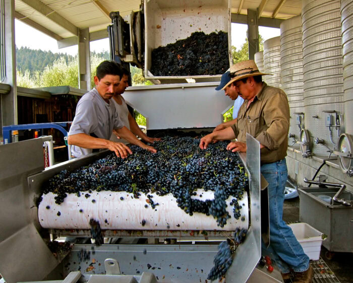 Workers sorting freshly harvested grapes on a conveyor belt at a winery in Lodi, California.
