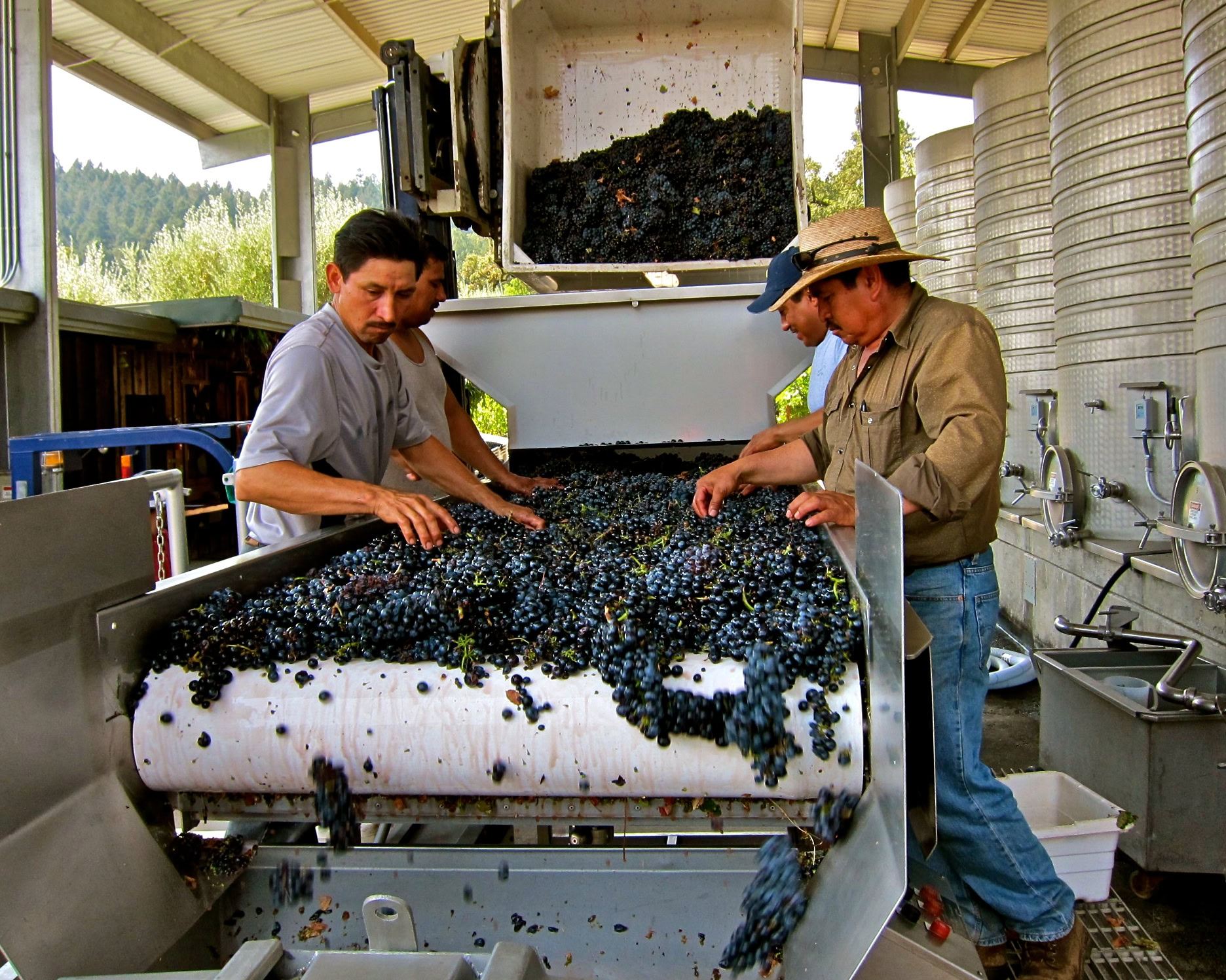 Workers sorting freshly harvested grapes on a conveyor belt at a winery in Lodi, California.