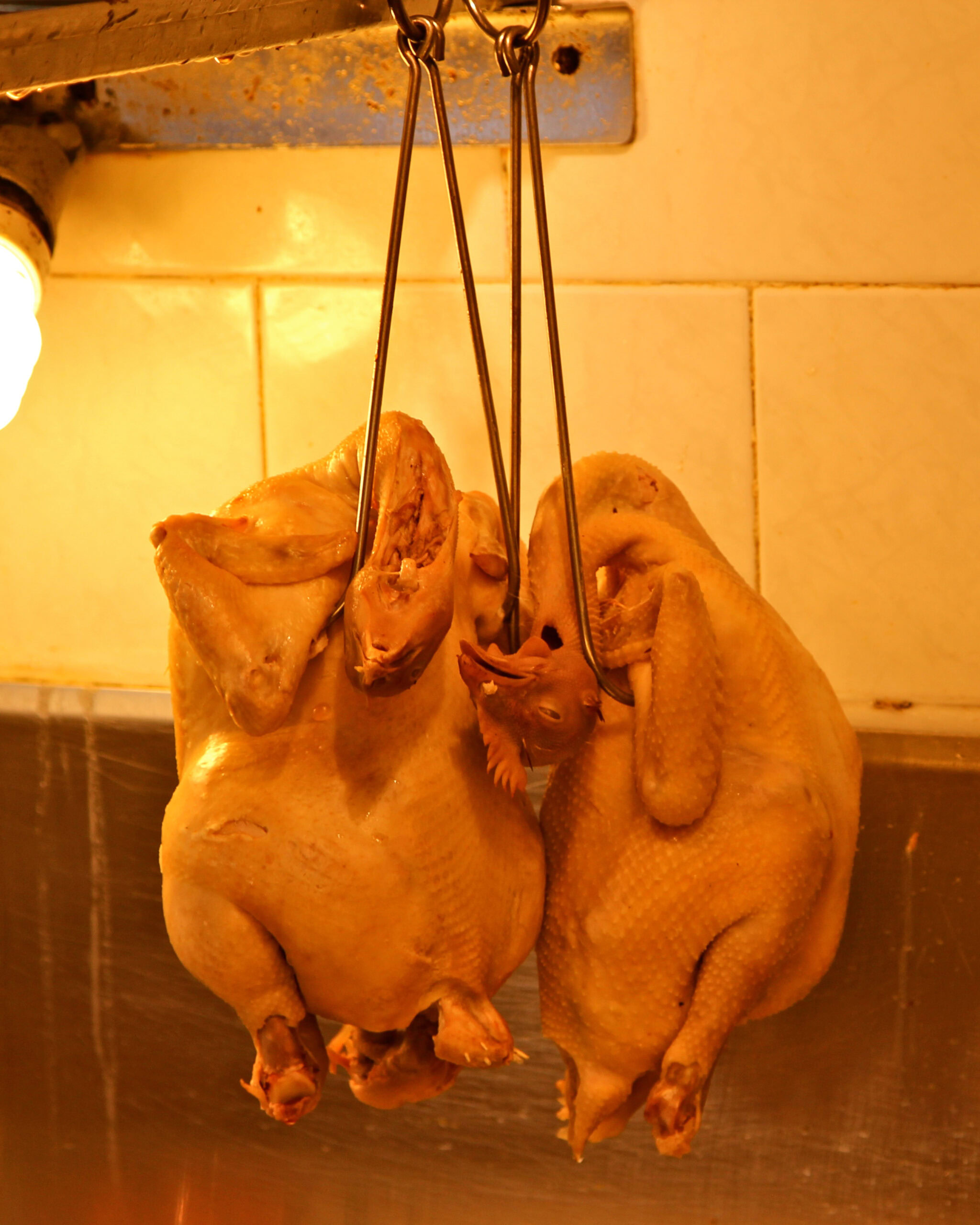 Two whole chickens hanging to drain in a kitchen, prepared for cooking or processing.