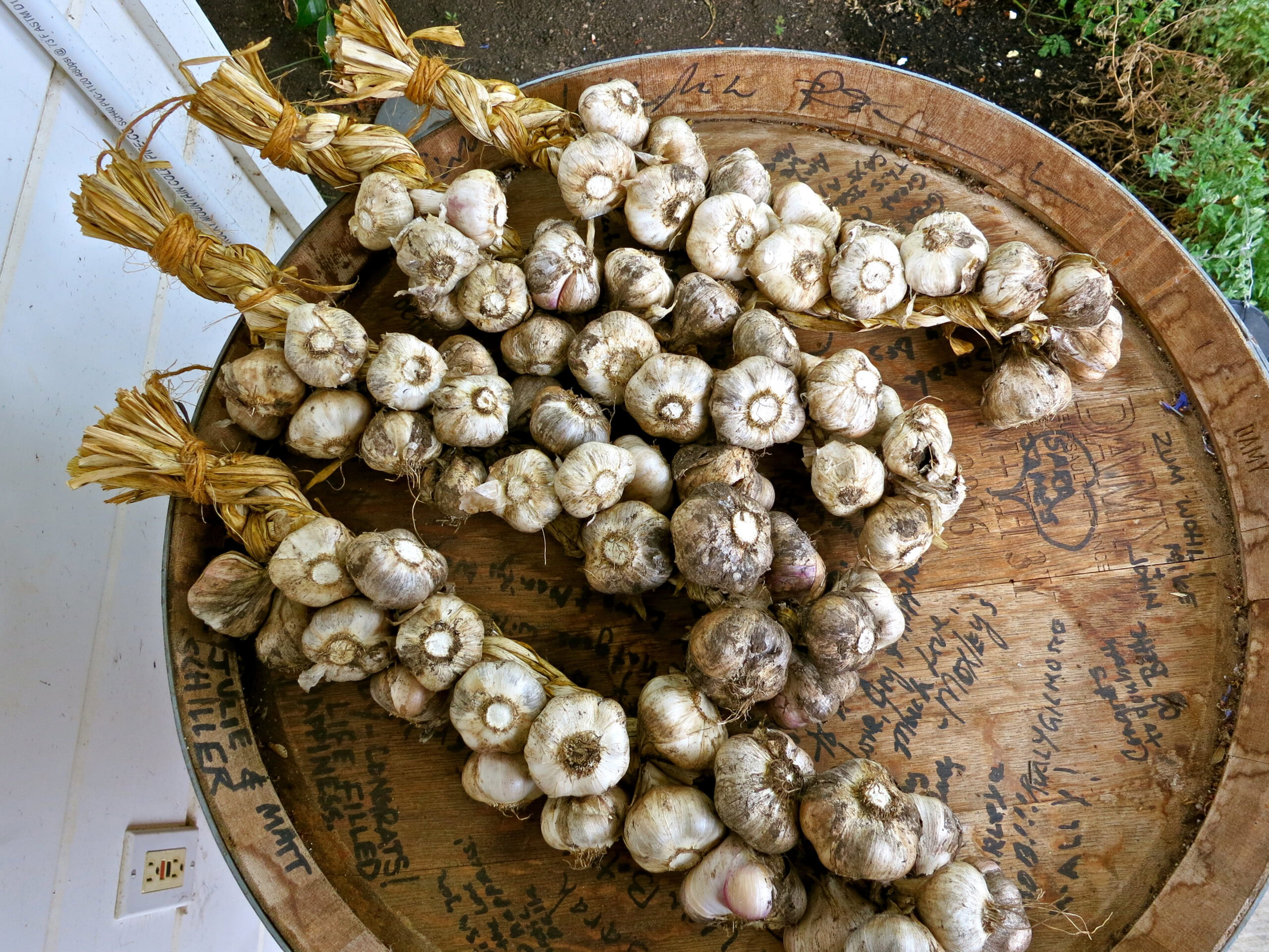 Fresh garlic bunches harvested for Lodi Winegrape Commission, showcasing local produce and sustainable farming practices.