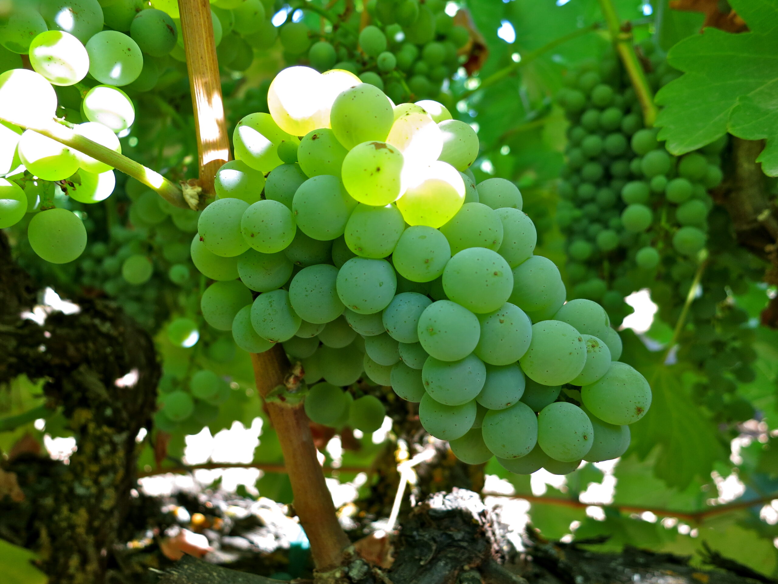 Close-up of a green winegrape cluster on the vine, showcasing healthy grapes in Lodi wine region.