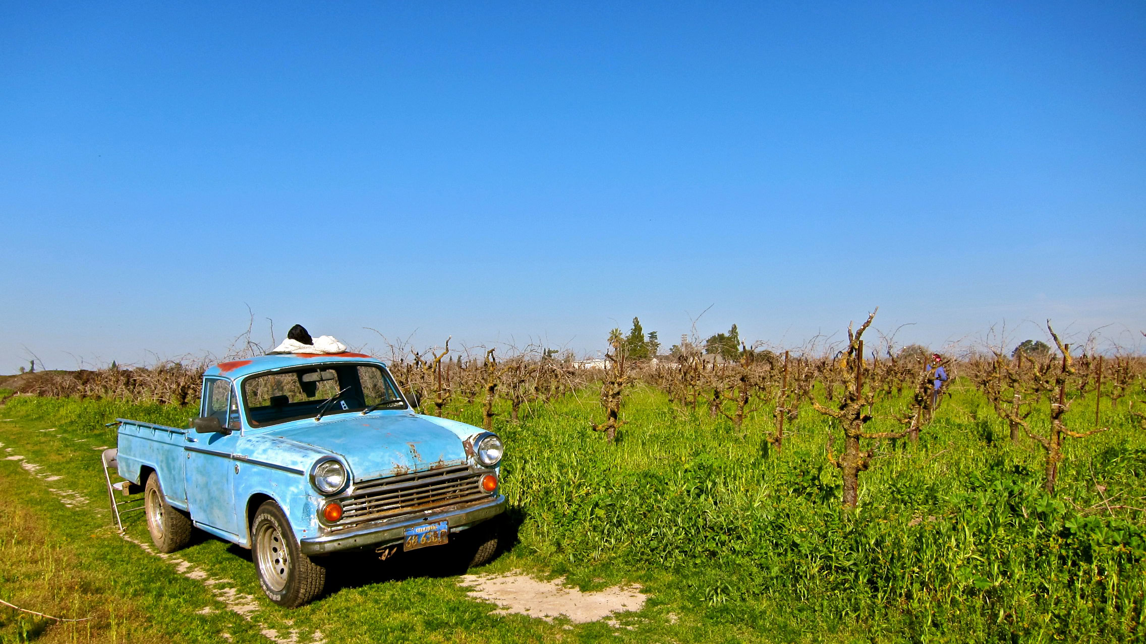 Vintage blue truck parked in a lush vineyard under a clear blue sky in Lodi, California.