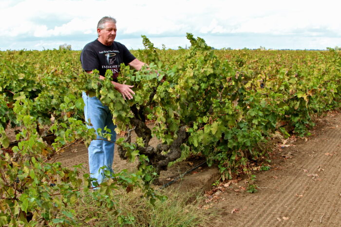 Vineyard worker inspecting grapevines in a lush Lodi winegrape vineyard.
