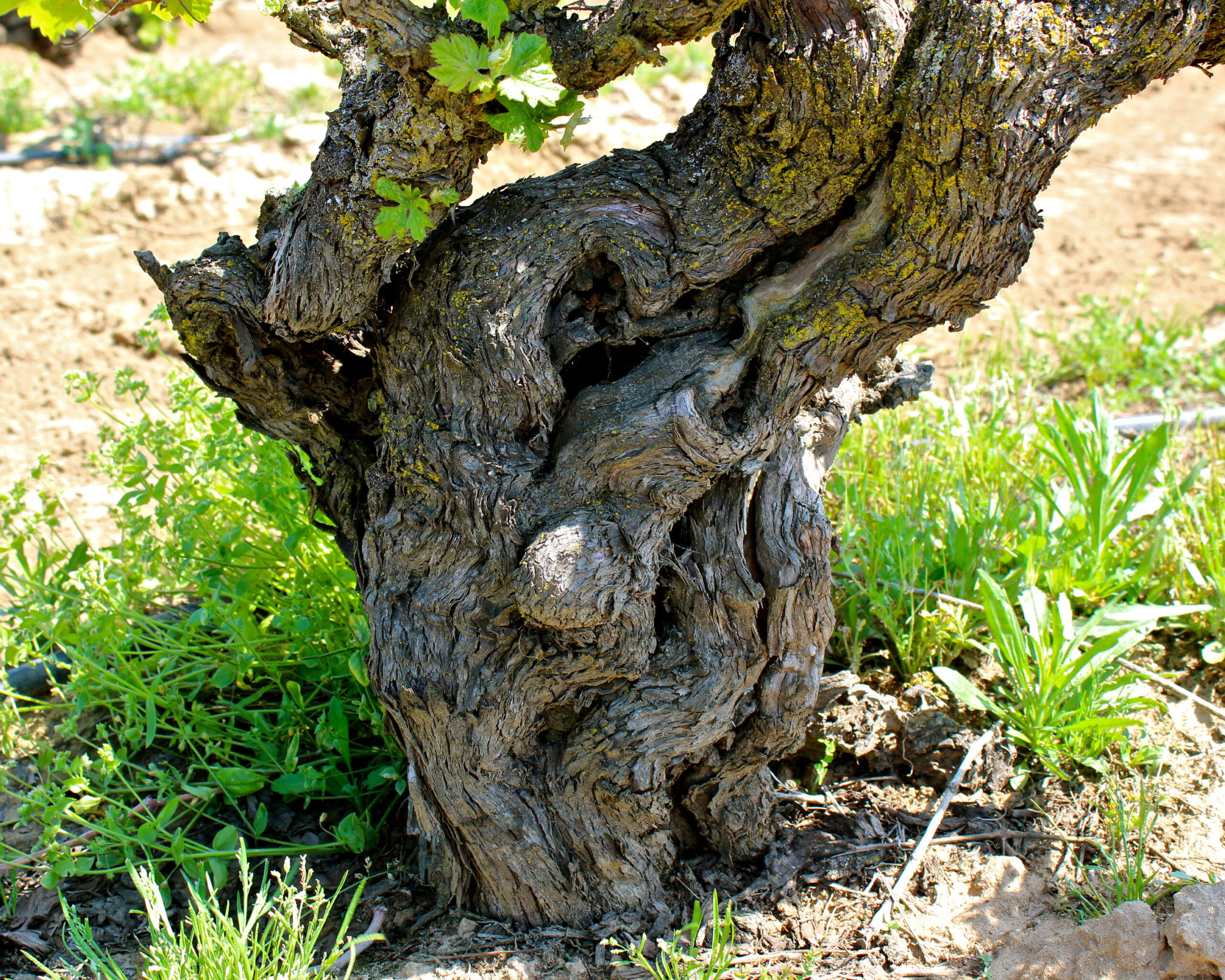 Close-up of an old, gnarled wine grapevine trunk in Lodi, California vineyard.