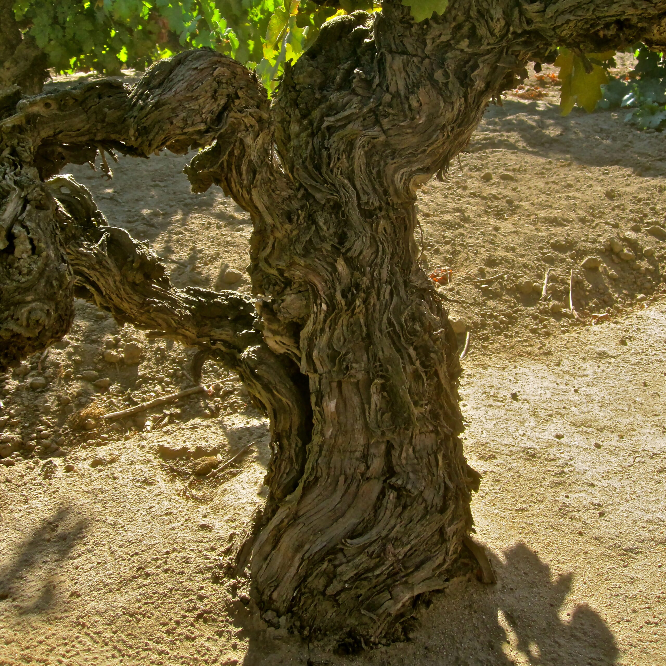 Close-up of an old, gnarled wine grape vine trunk in a vineyard, showcasing textured bark and lush green leaves.