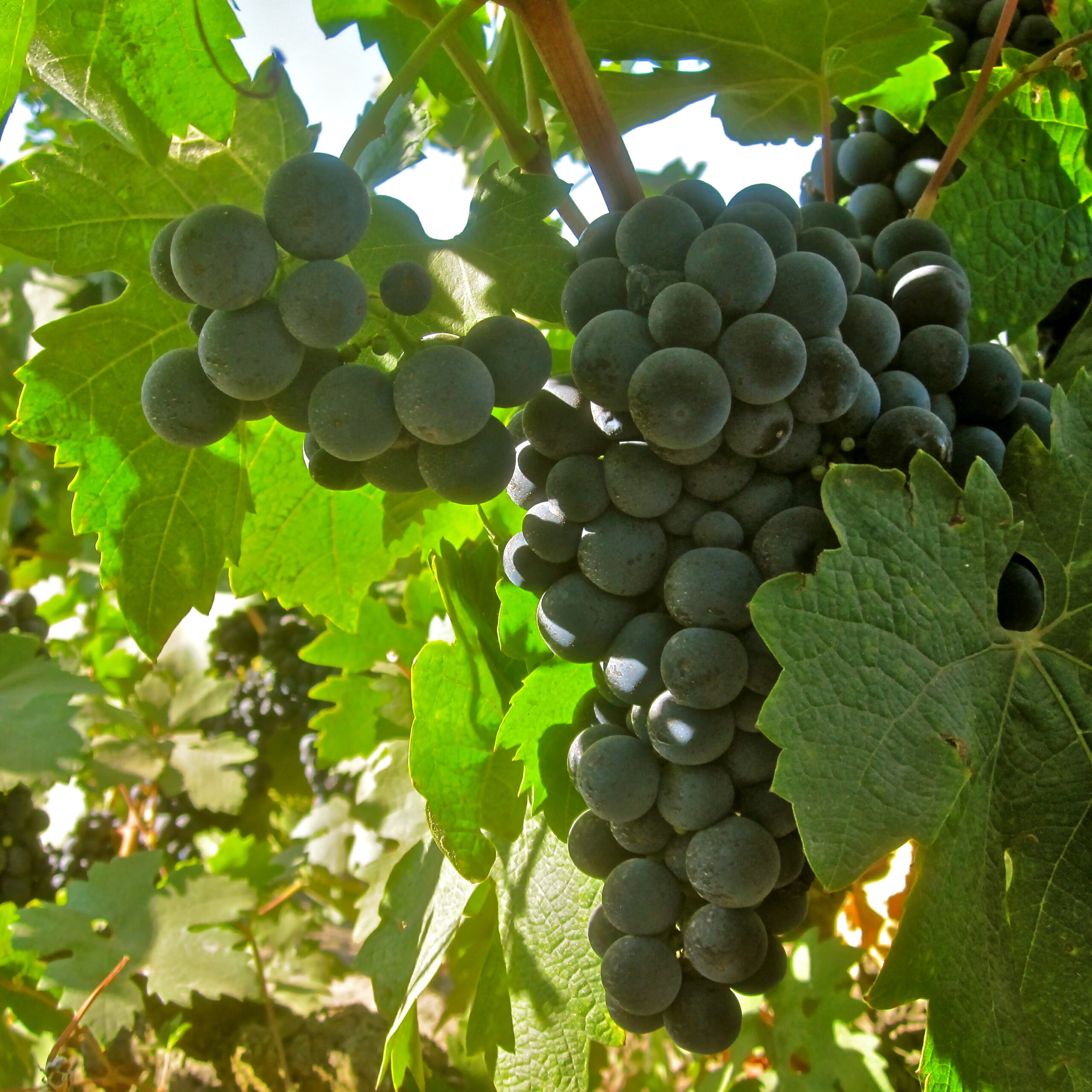 Close-up of ripe dark purple wine grapes on the vine in Lodi, California.
