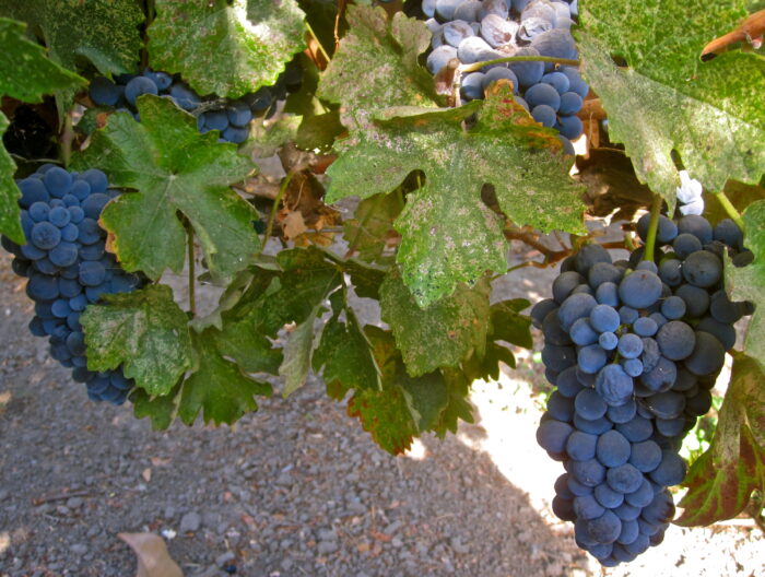 Close-up of ripe dark purple winegrapes on vine with green leaves in Lodi vineyard.