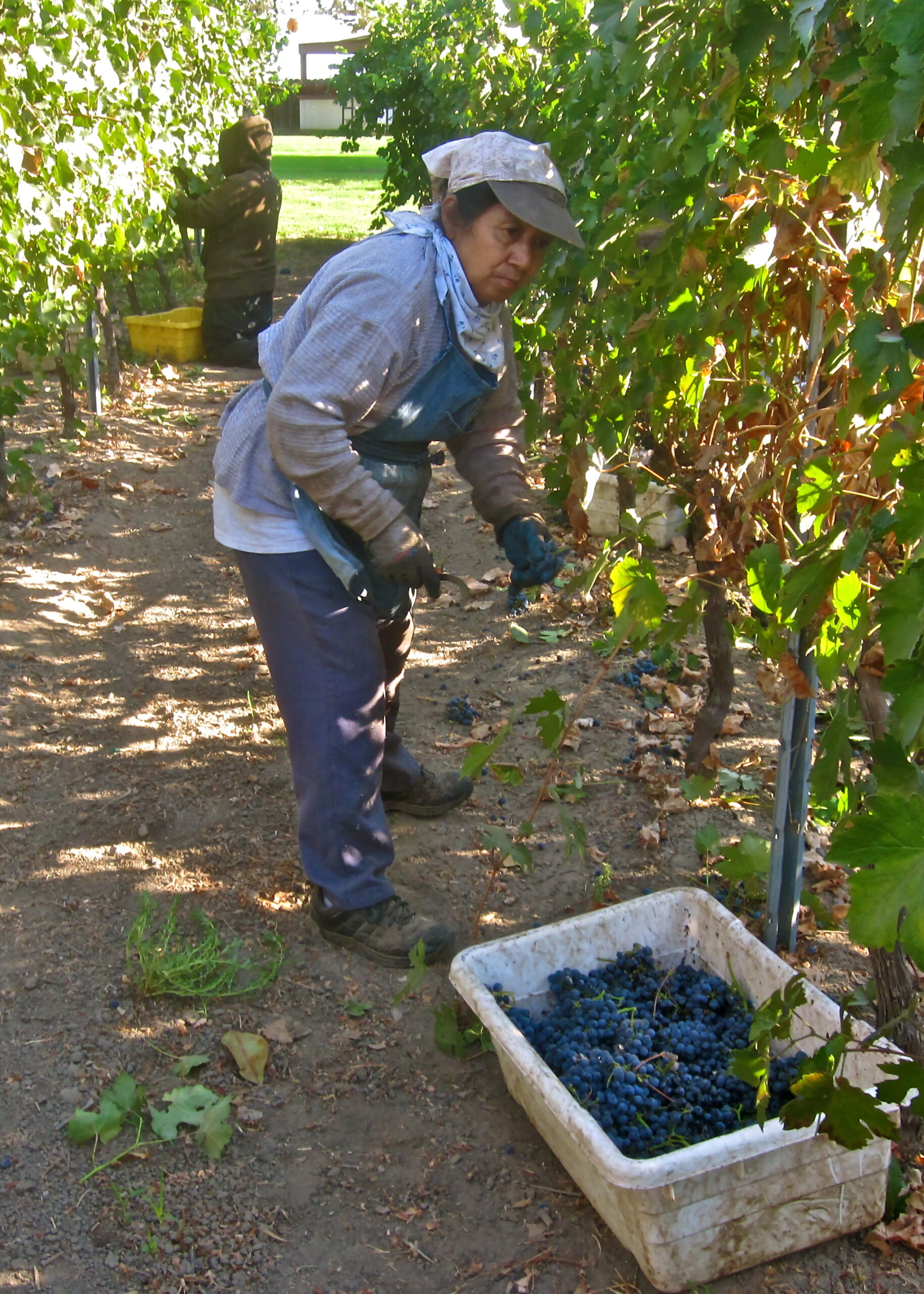 Workers harvesting ripe grapes in a vineyard for winemaking in Lodi, California.