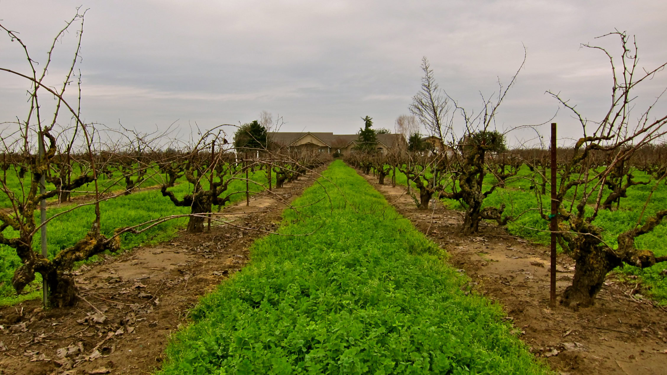 Vineyard rows in Lodi with lush green grass and overcast sky, showcasing premium winegrape cultivation in California.