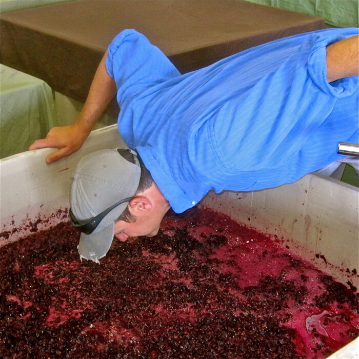 Person inspecting crushed wine grapes in a large container during harvest at Lodi Winegrape Commission.