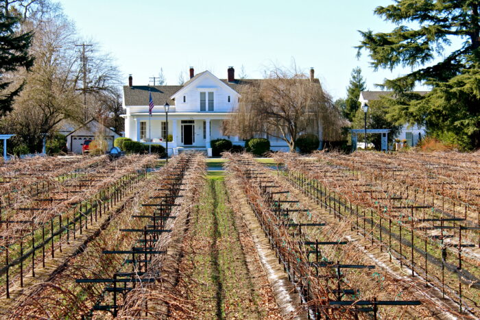 Vineyard rows leading to a historic house in Lodi, California, with grapevines and surrounding trees.
