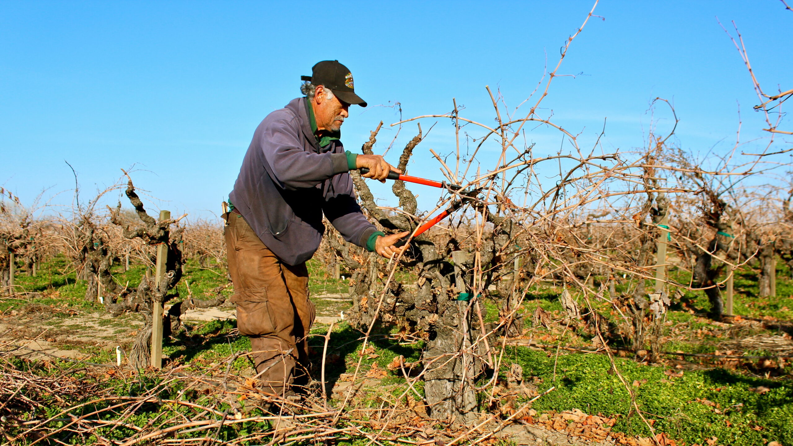 Vineyard worker pruning grapevines in a Lodi wine region vineyard during winter.