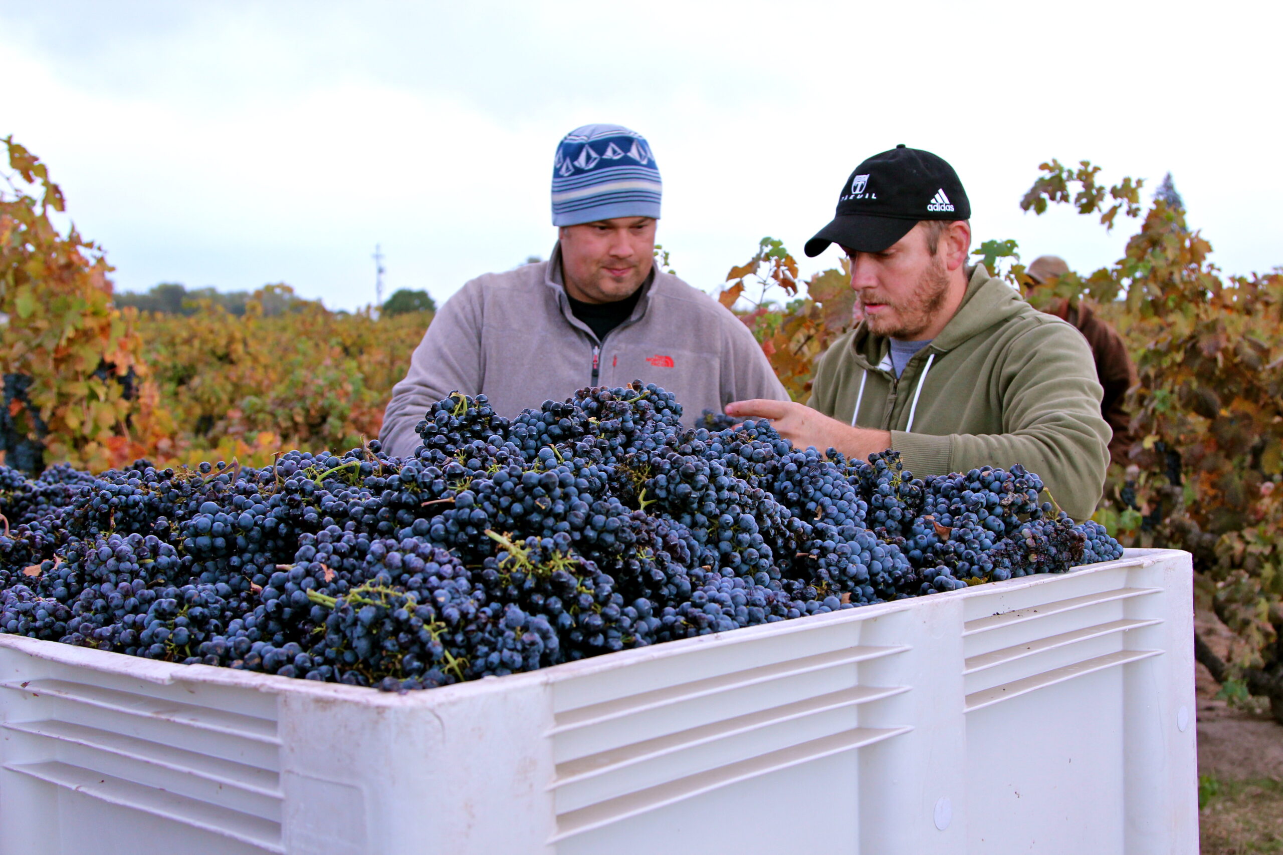 Two workers inspecting ripe grapes in a vineyard during harvest season in Lodi, California.