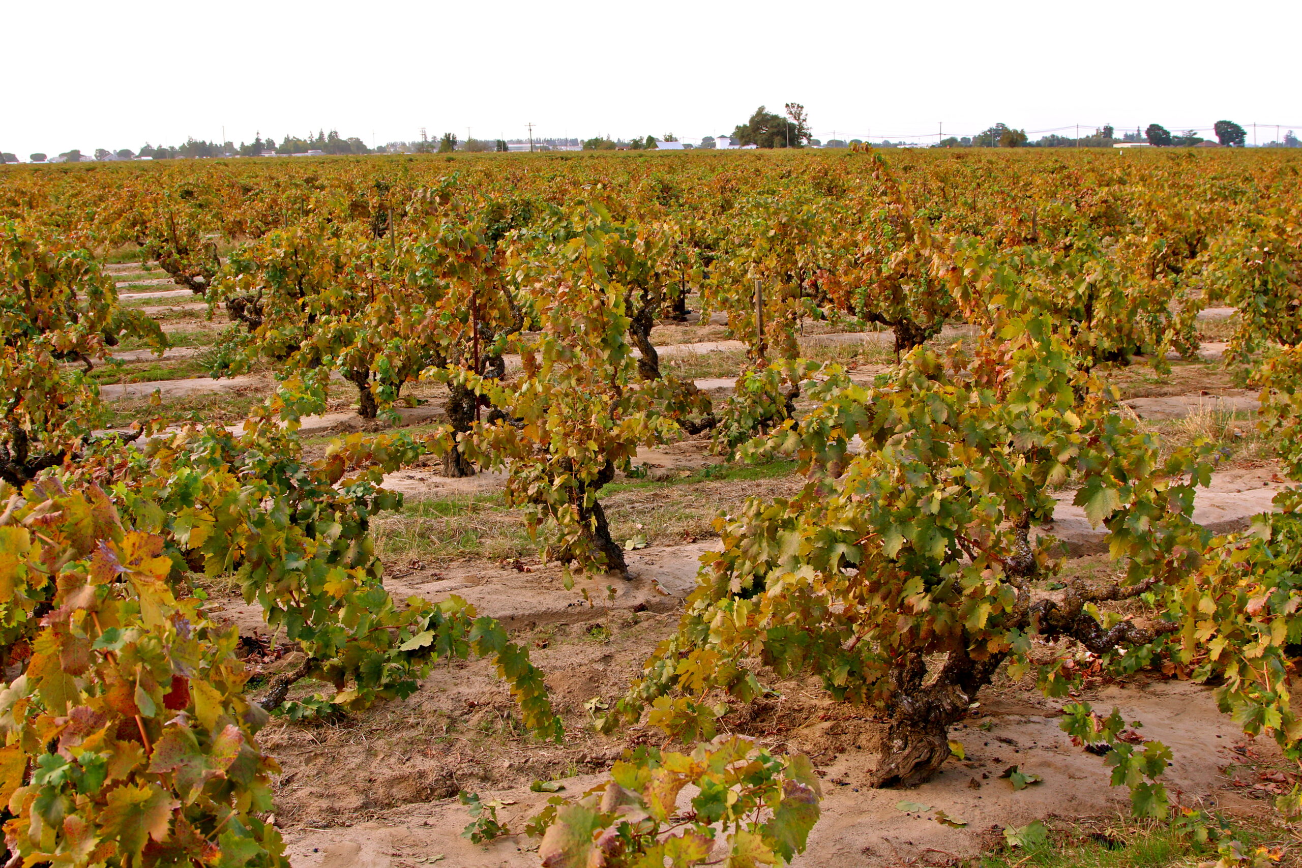 Vineyard with grapevines in Lodi, California, showing autumn colors and healthy foliage.