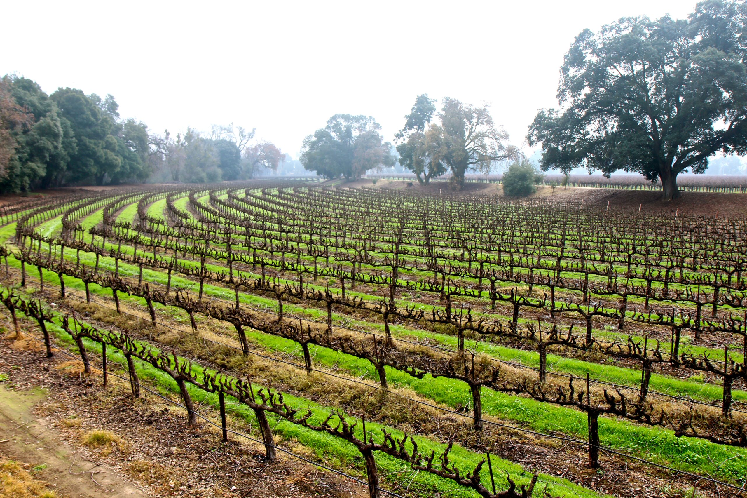 Vineyard rows in Lodi, California, showcasing lush grapevines and scenic rural landscape.