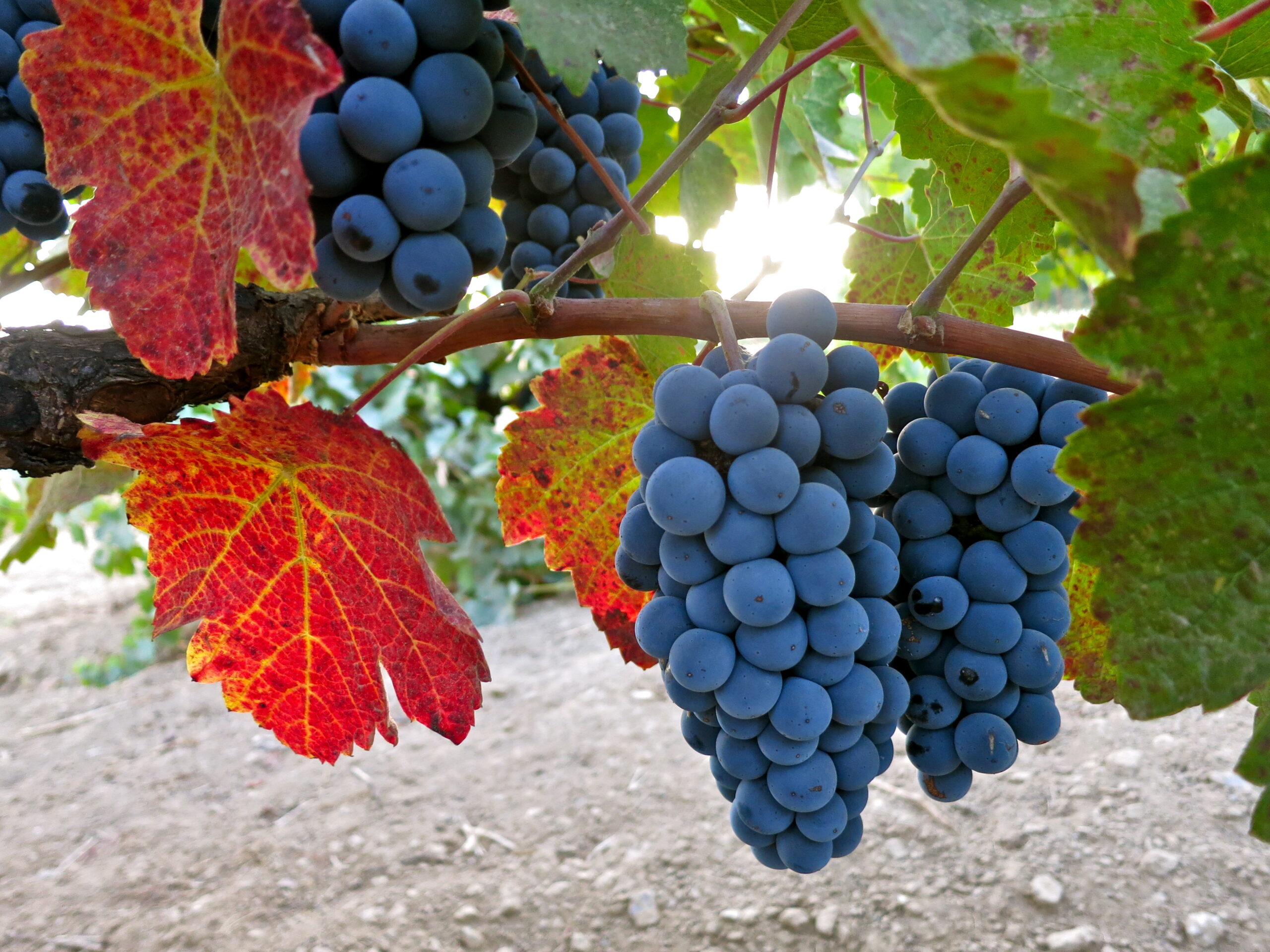 Close-up of ripe blue winegrapes on vine with colorful leaves in Lodi, California.