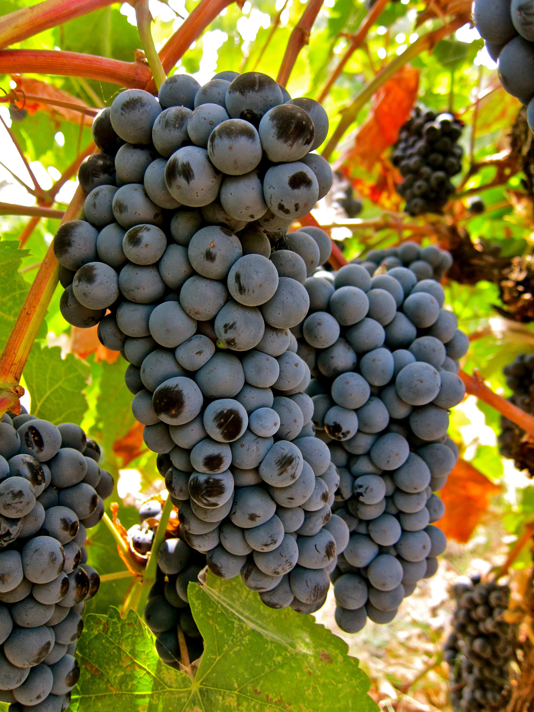 Close-up of ripe dark purple winegrapes on the vine in Lodi, California, ready for harvest.