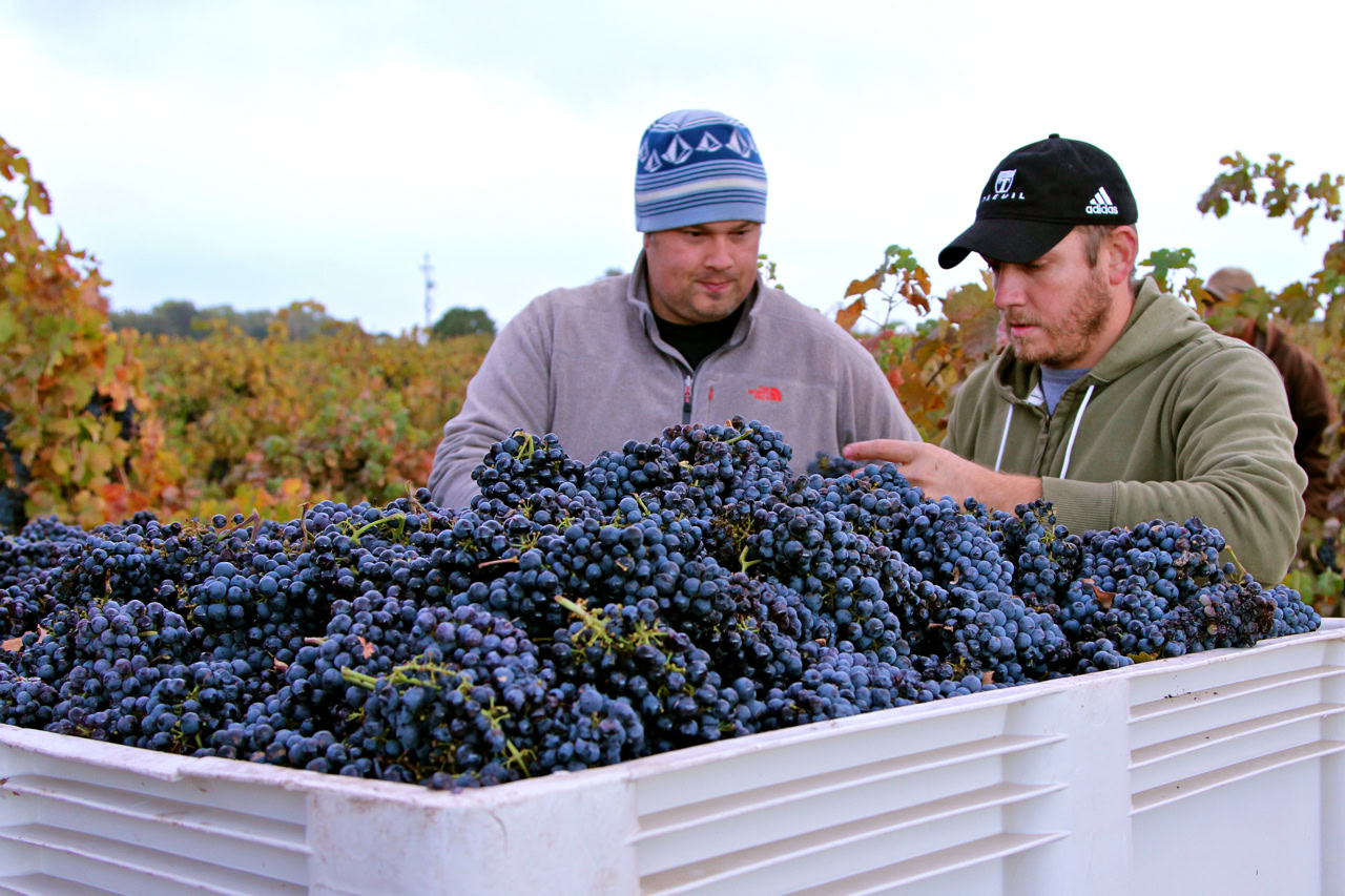 Two workers inspecting ripe grapes in a vineyard during harvest in Lodi, California.