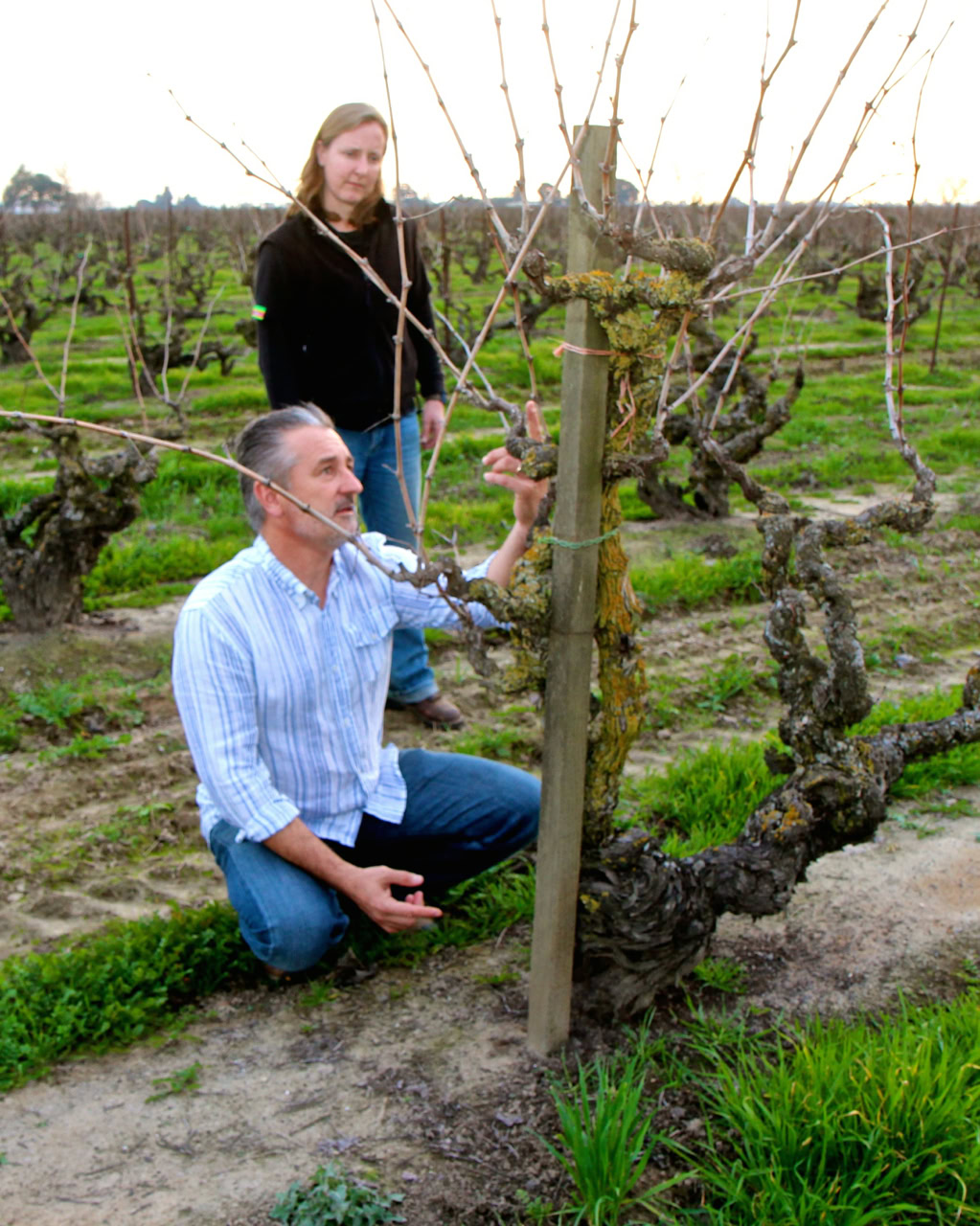 Vineyard scene with two people inspecting grapevines in Lodi, California.
