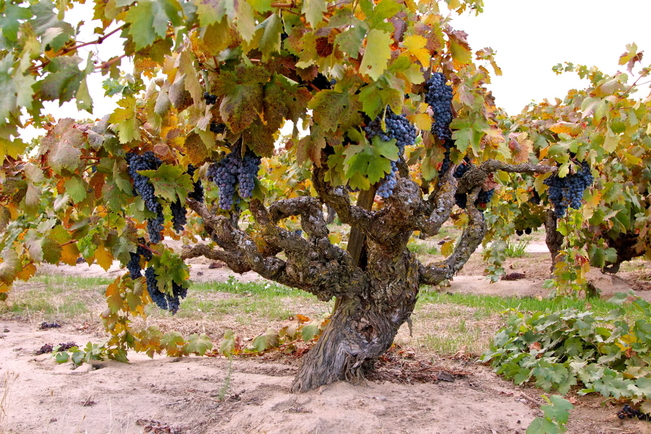Grapevine with ripe dark grapes in a vineyard during autumn in Lodi, California.